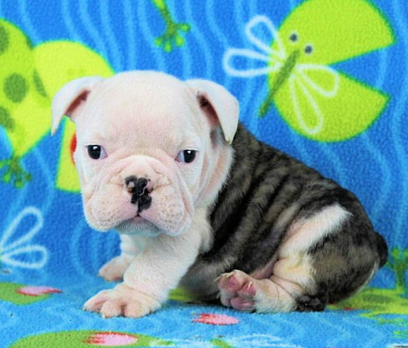 Puppies Newbies Sugarplum Bulldogs The Smaller English Bulldog Puppies Puppies Newbies Sugarplum Bulldogs The Smaller English Bulldog Puppies