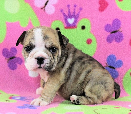 Puppies - Newbies | Sugarplum Bulldogs the smaller English Bulldog Puppies