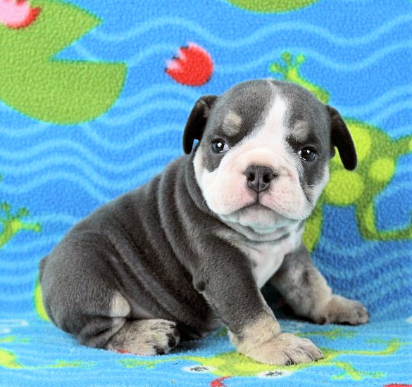 Puppies - Newbies | Sugarplum Bulldogs the smaller English Bulldog Puppies