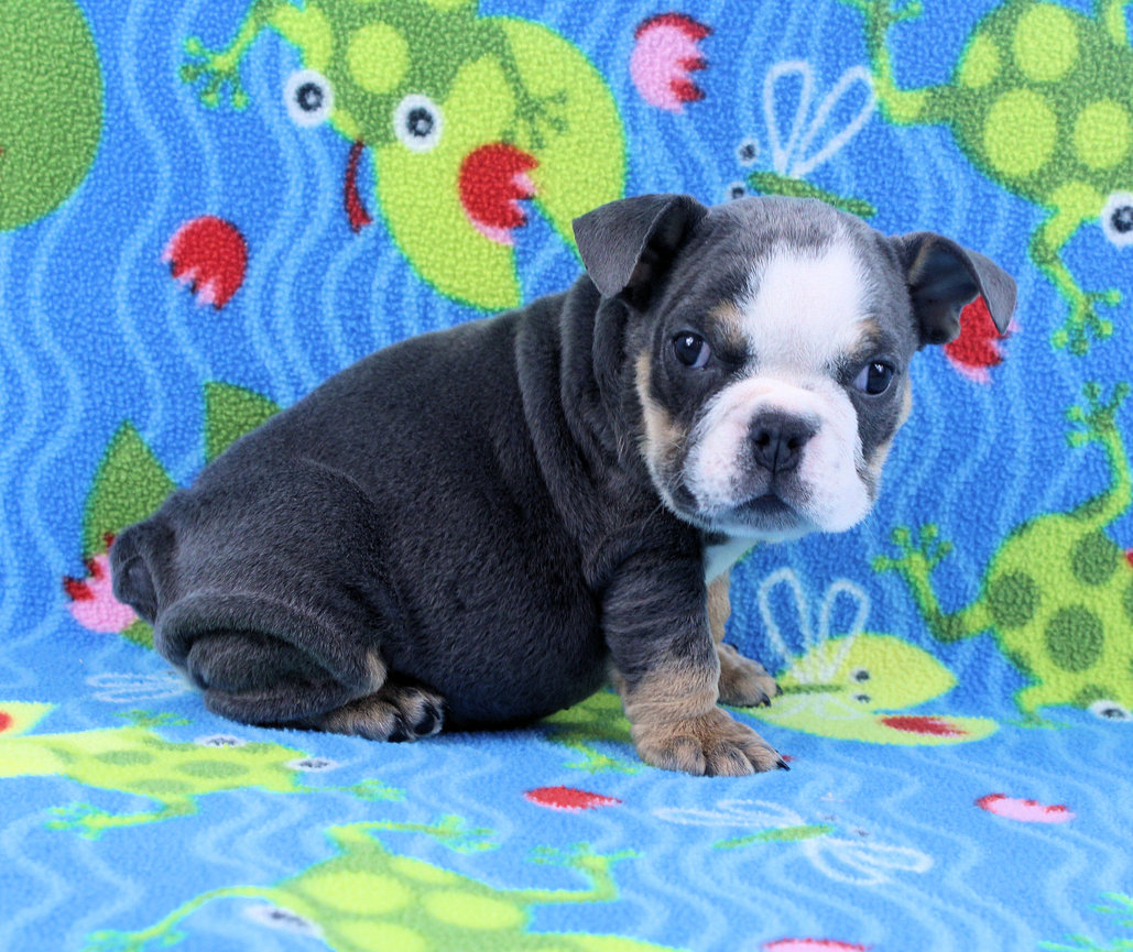 blue tri english bulldog puppies