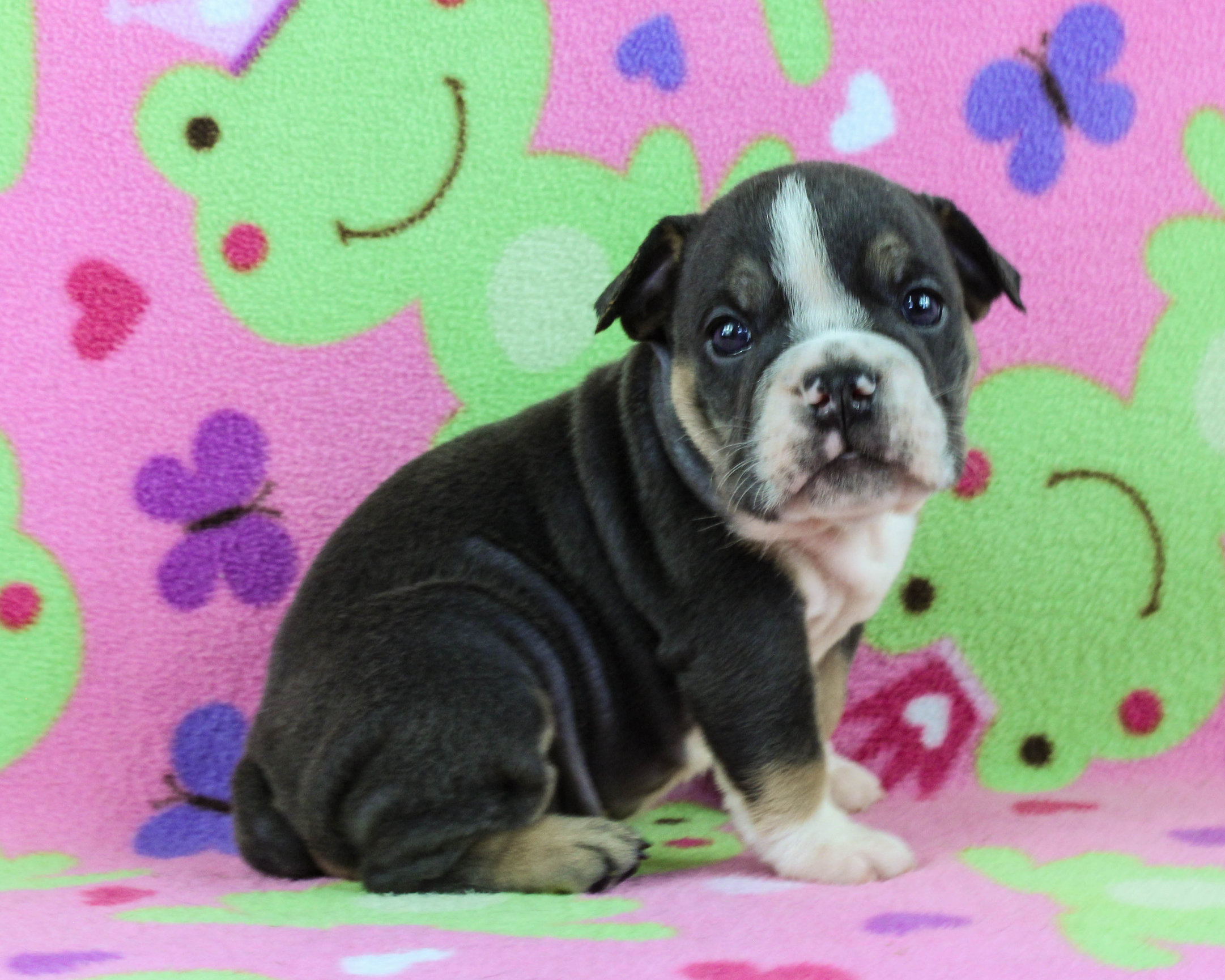 Home of the Smaller AKC English Bulldog Puppies - Newbies