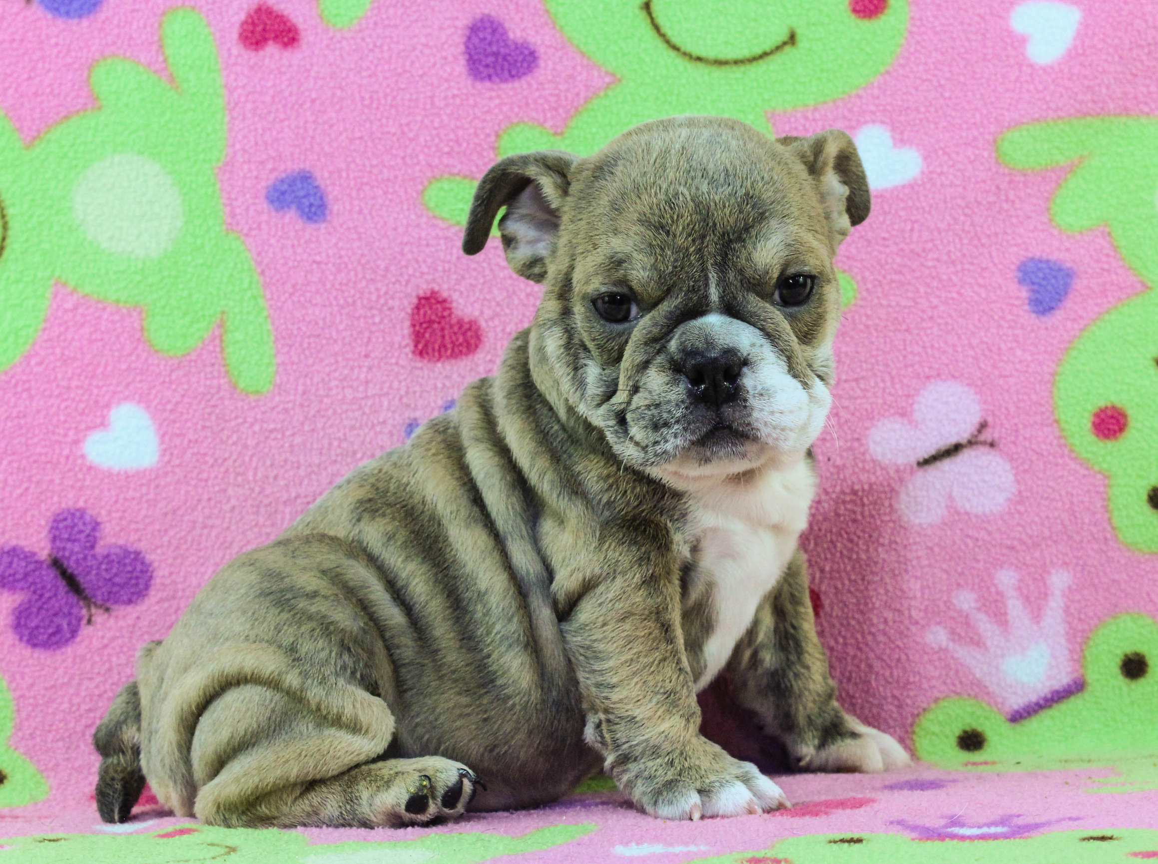 Home of the Smaller AKC English Bulldog Puppies - Newbies