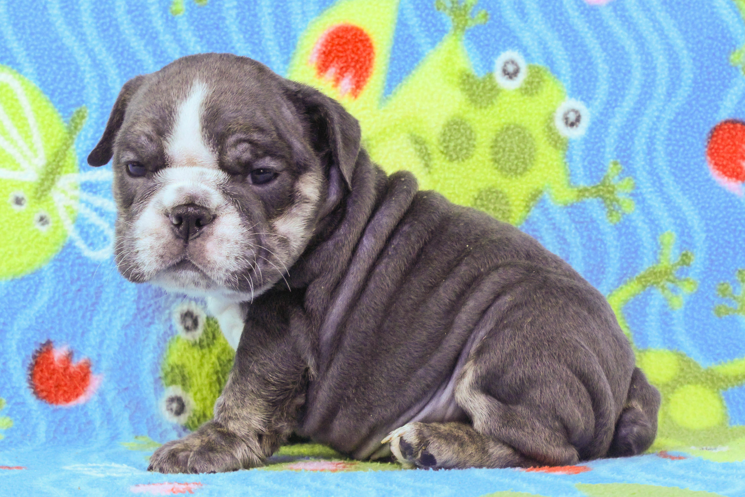 Home of the Smaller AKC English Bulldog Puppies - Newbies