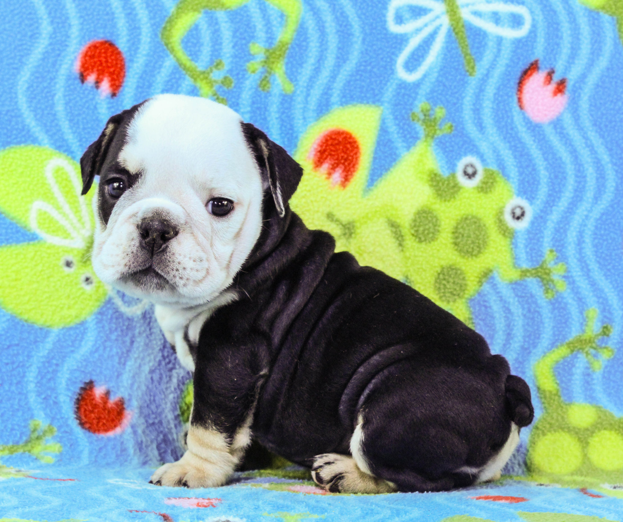 Home of the Smaller AKC English Bulldog Puppies - Newbies