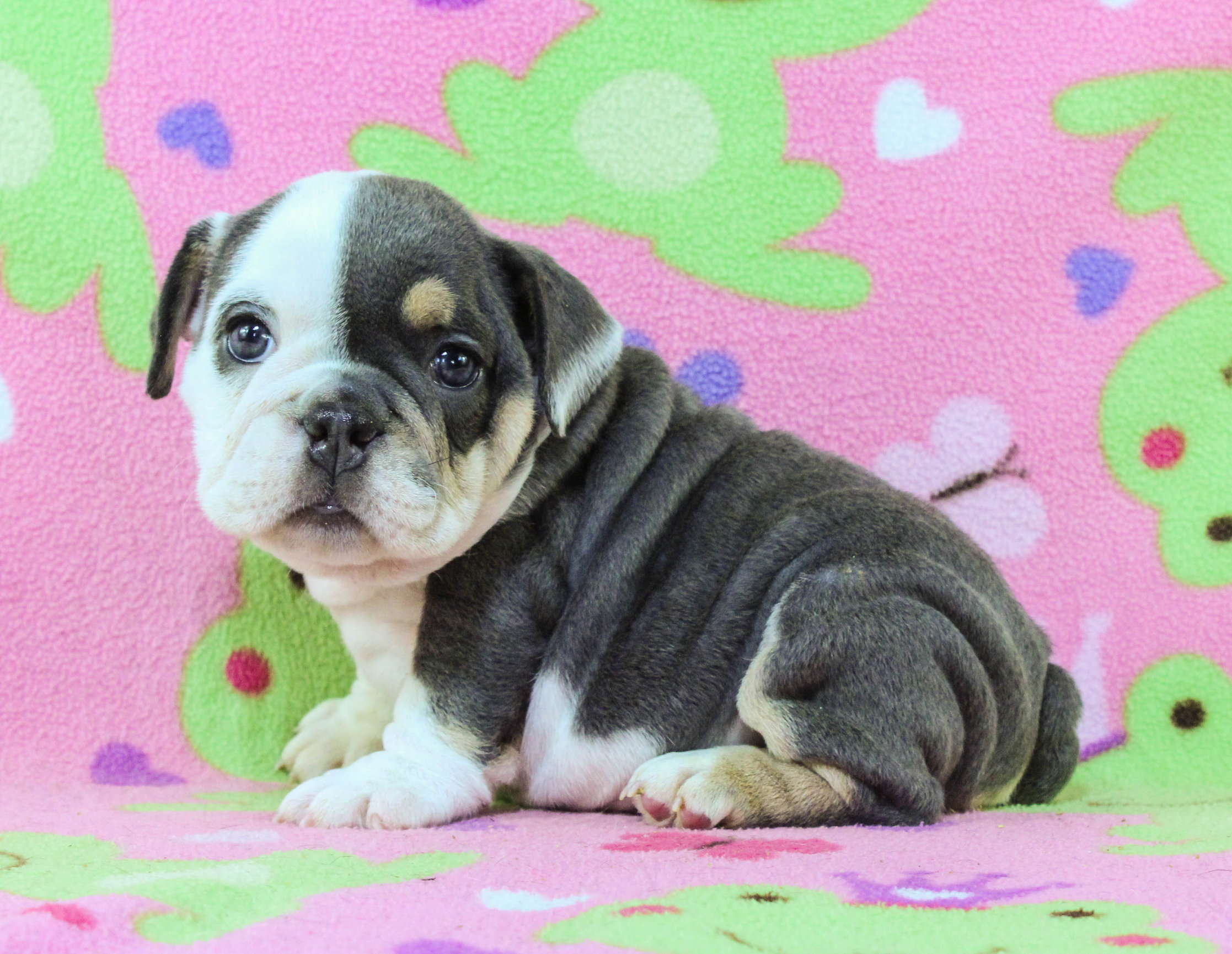 Home of the Smaller AKC English Bulldog Puppies - Newbies