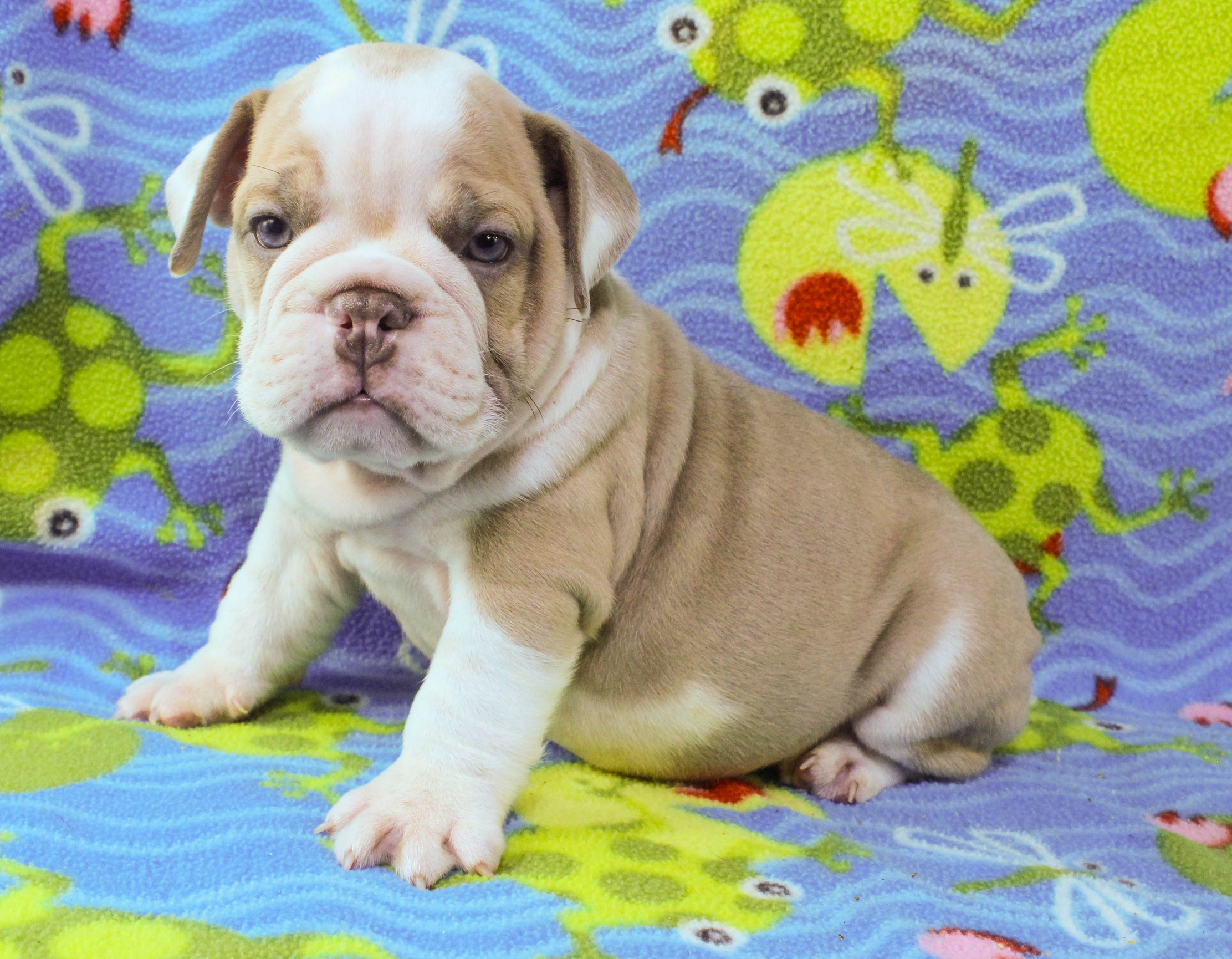 Home of the Smaller AKC English Bulldog Puppies - Newbies