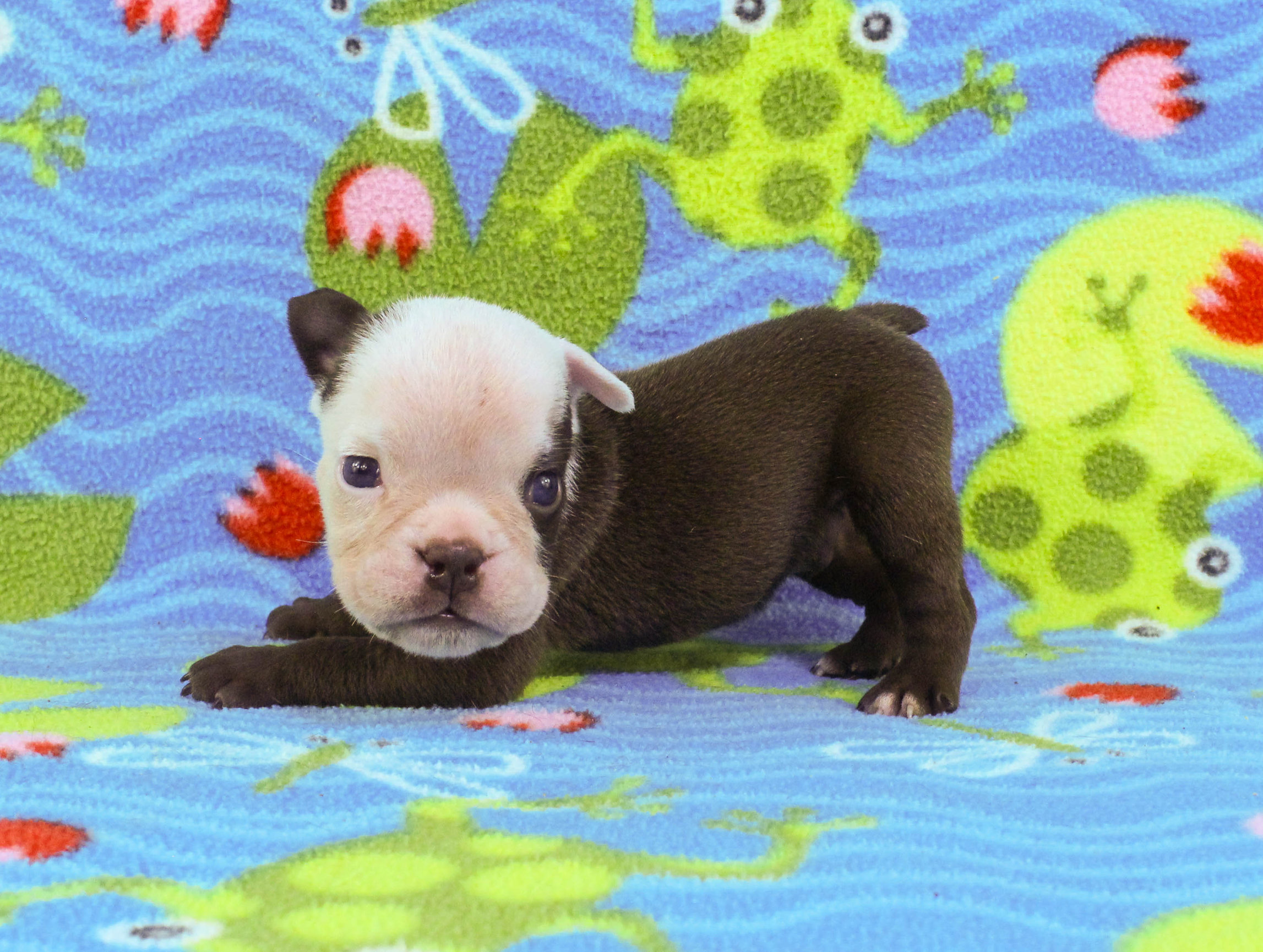 Home of the Smaller AKC English Bulldog Puppies - Newbies