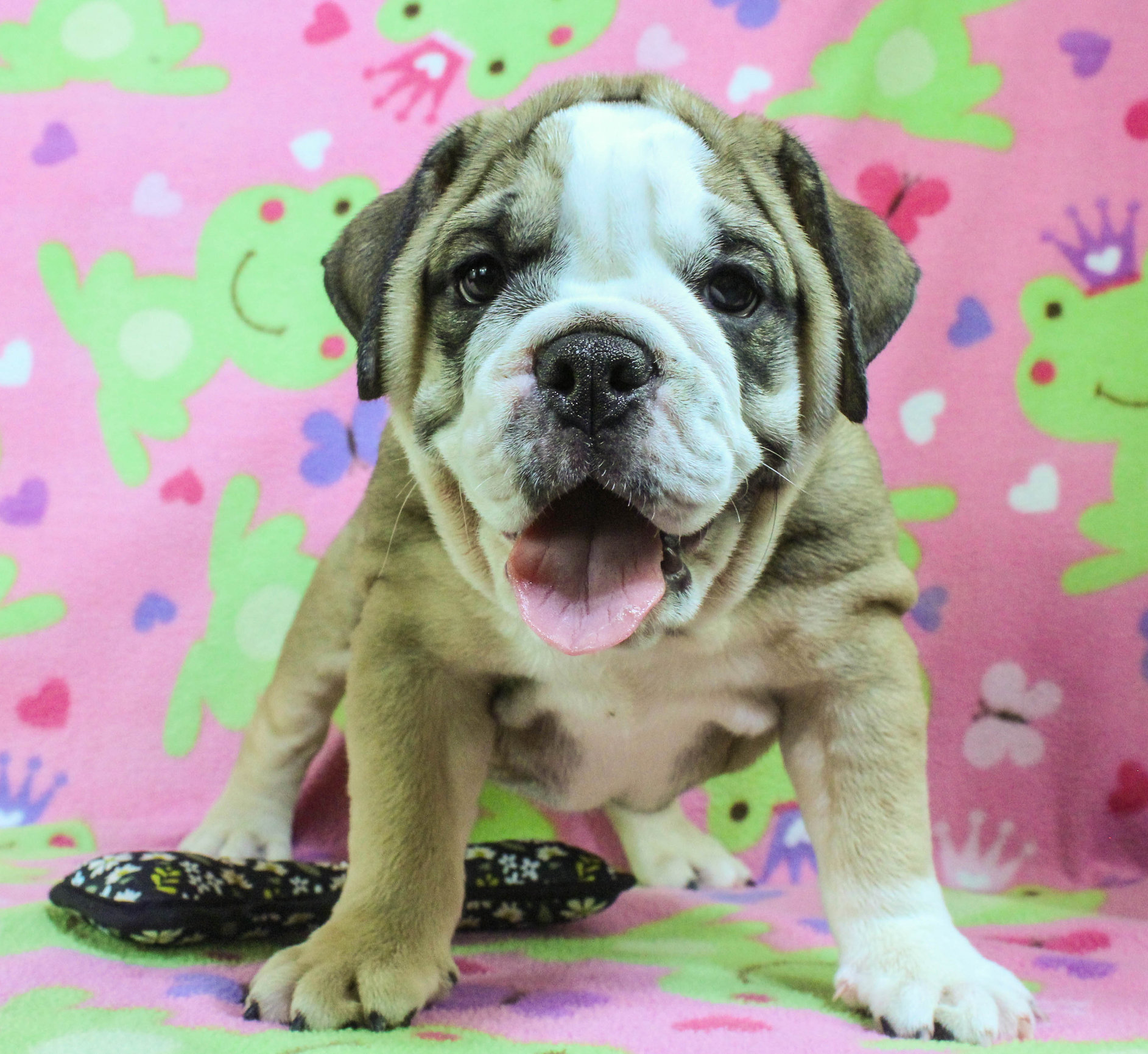 Home of the Smaller AKC English Bulldog Puppies - Newbies