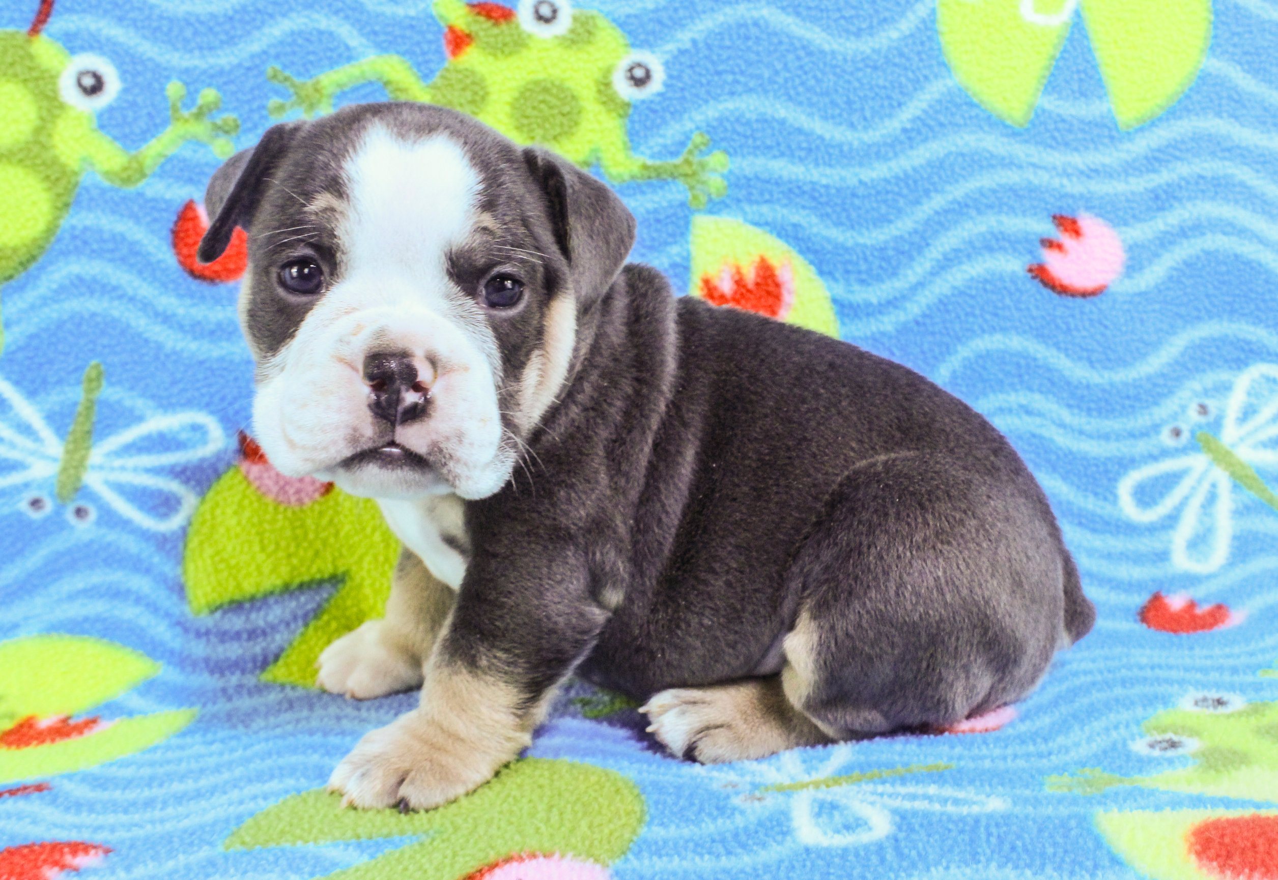 Home of the Smaller AKC English Bulldog Puppies - Newbies