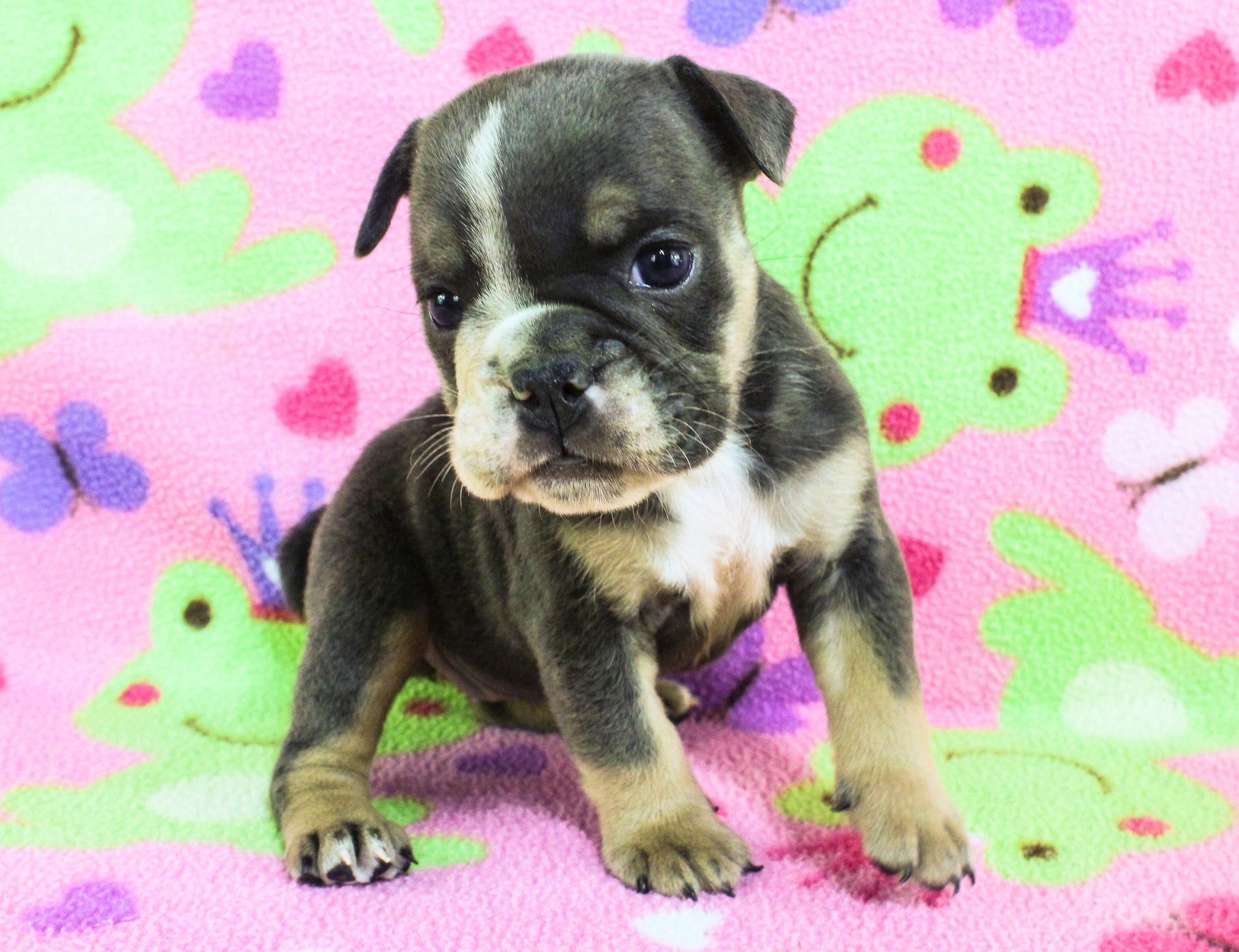 Home of the Smaller AKC English Bulldog Puppies - Newbies