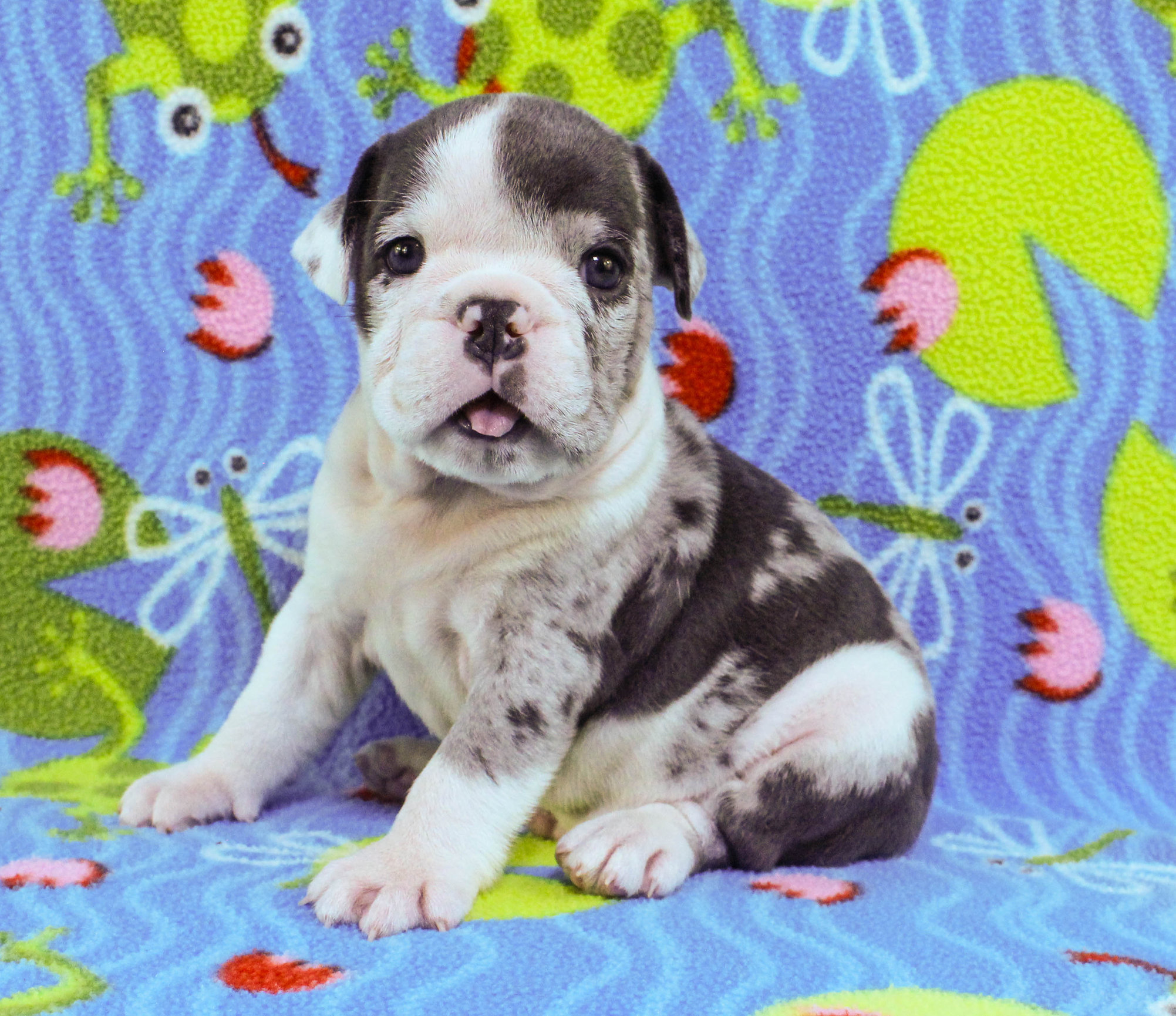 Home of the Smaller AKC English Bulldog Puppies - Newbies