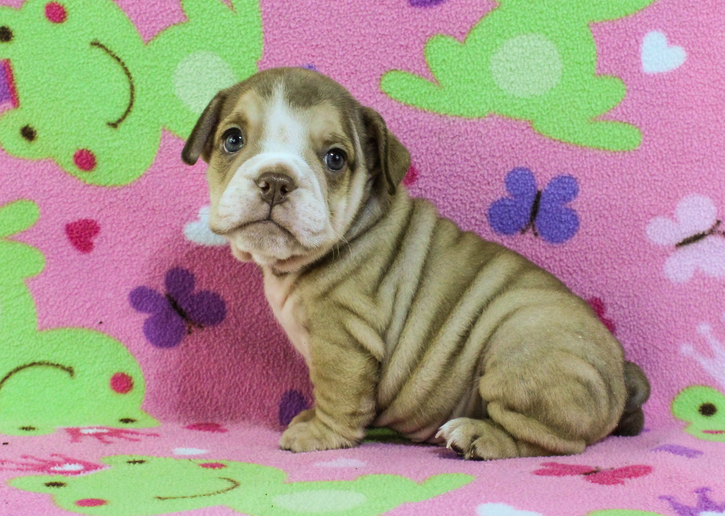 Home of the Smaller AKC English Bulldog Puppies - Newbies