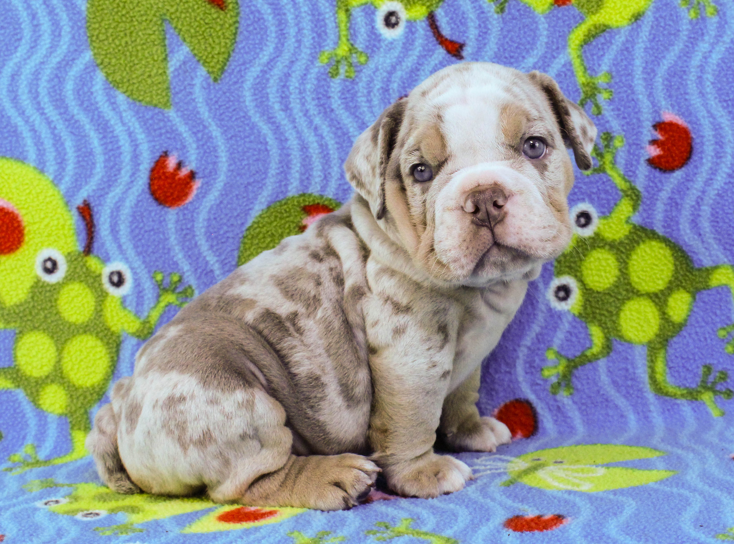 Home of the Smaller AKC English Bulldog Puppies - Newbies