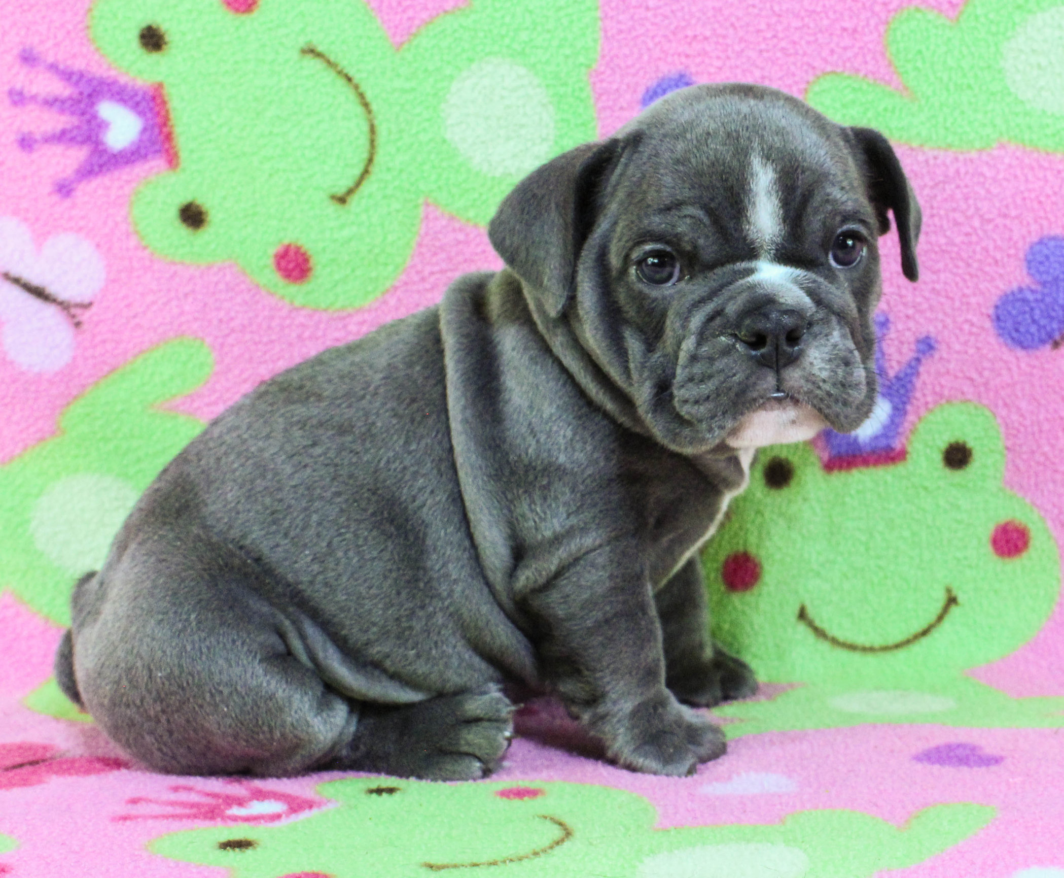 Home of the Smaller AKC English Bulldog Puppies - Newbies