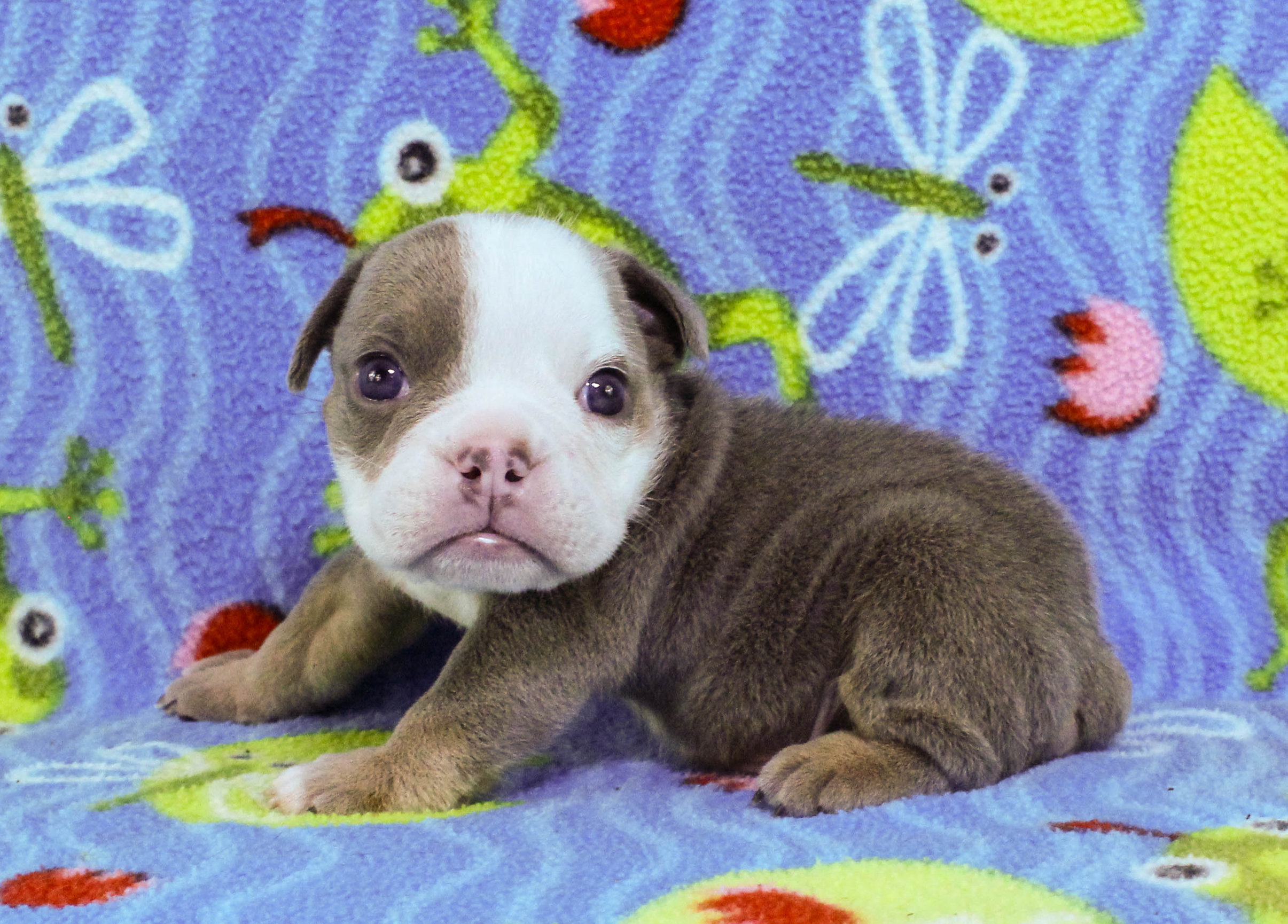 Home of the Smaller AKC English Bulldog Puppies - Newbies