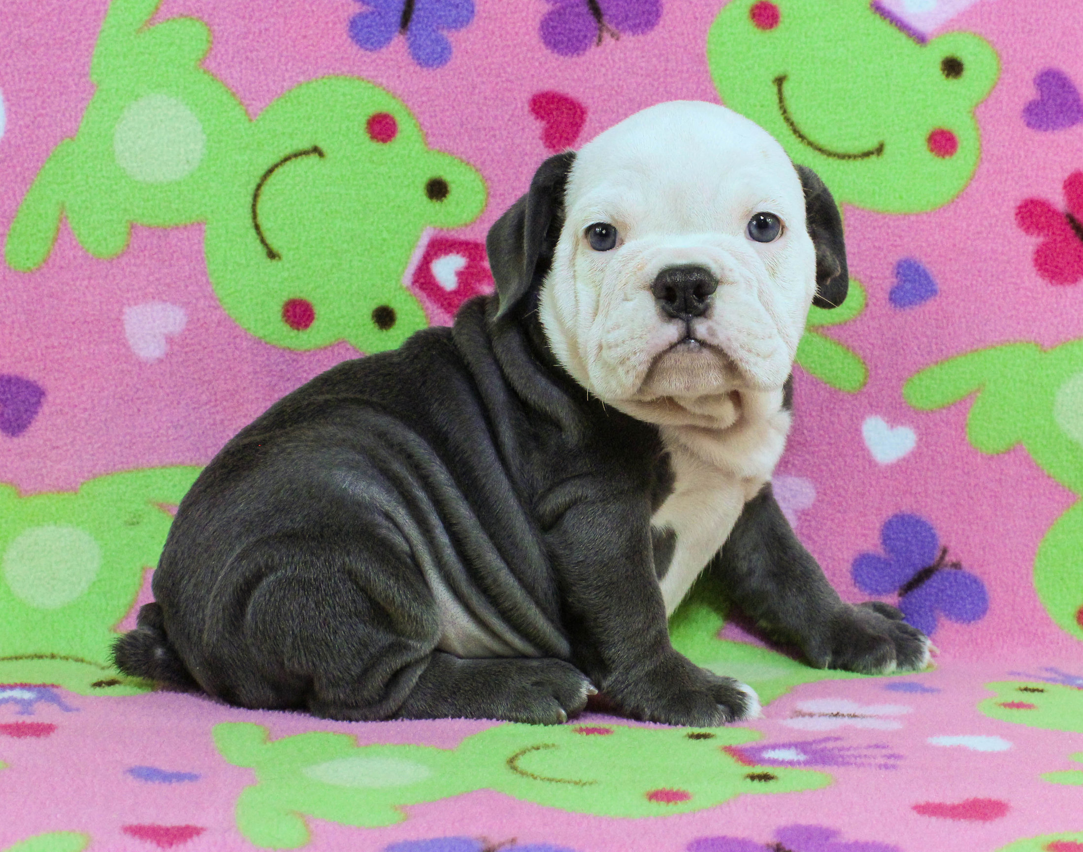 Home of the Smaller AKC English Bulldog Puppies - Newbies