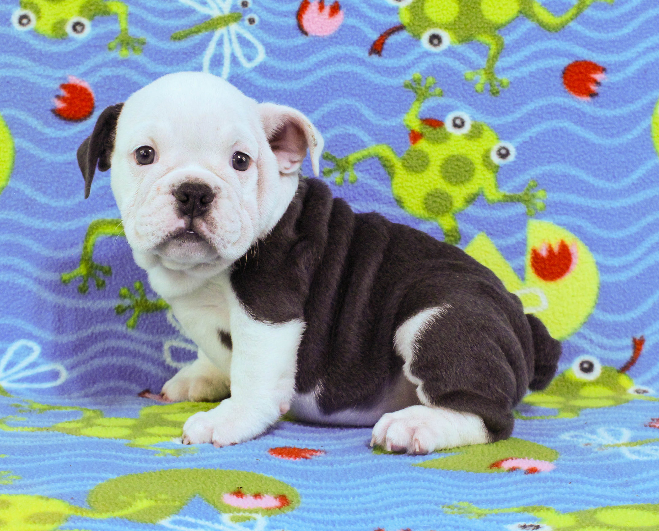 Home of the Smaller AKC English Bulldog Puppies - Newbies