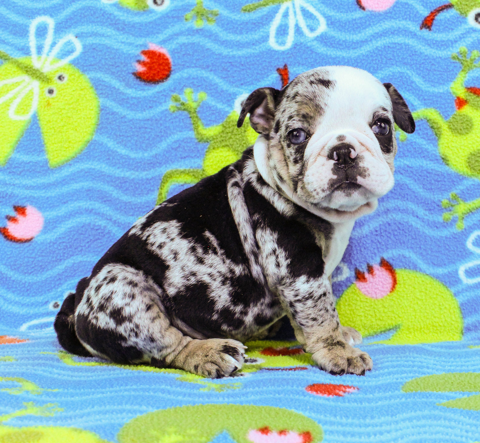 Home of the Smaller AKC English Bulldog Puppies - Newbies