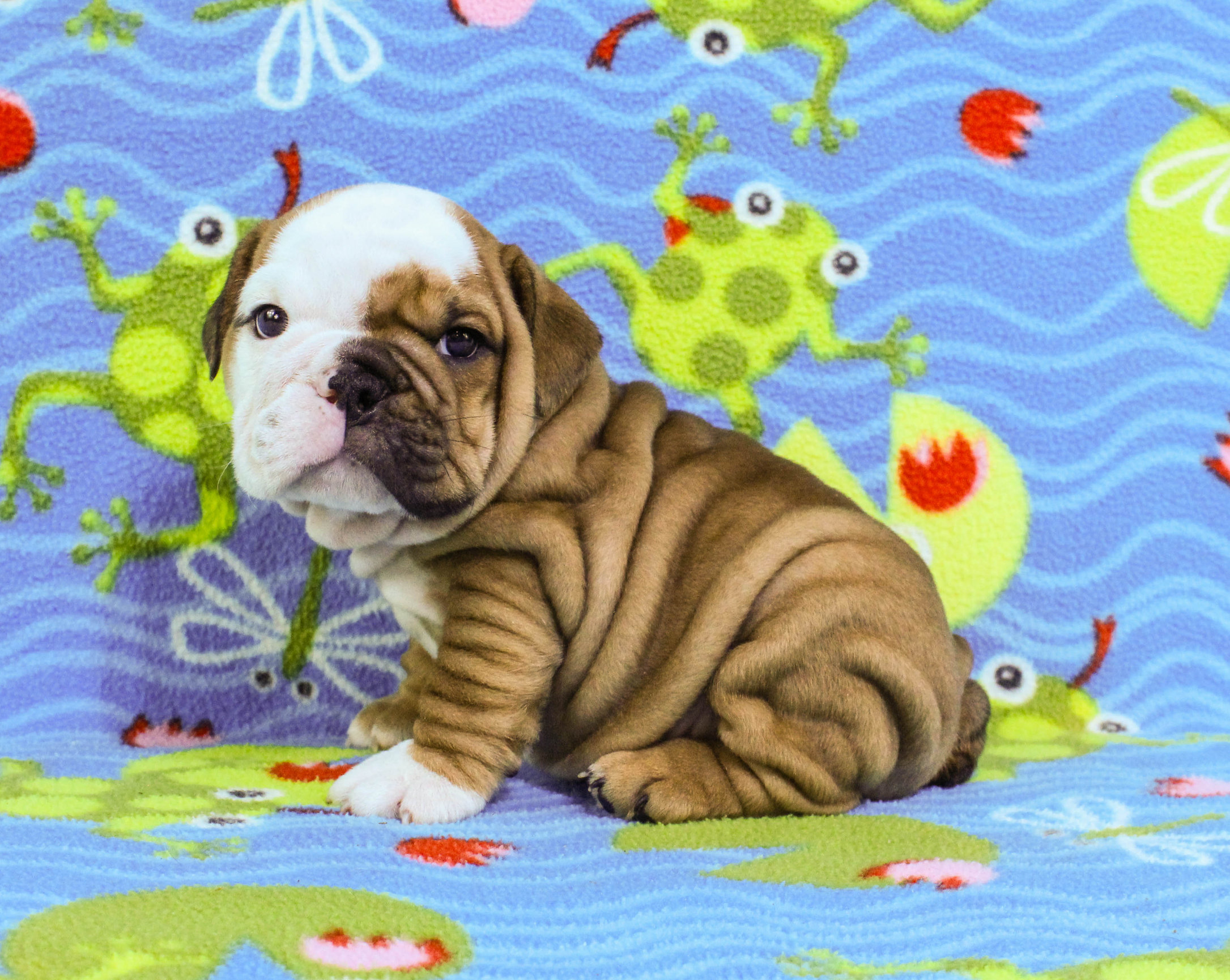 Home of the Smaller AKC English Bulldog Puppies - Newbies