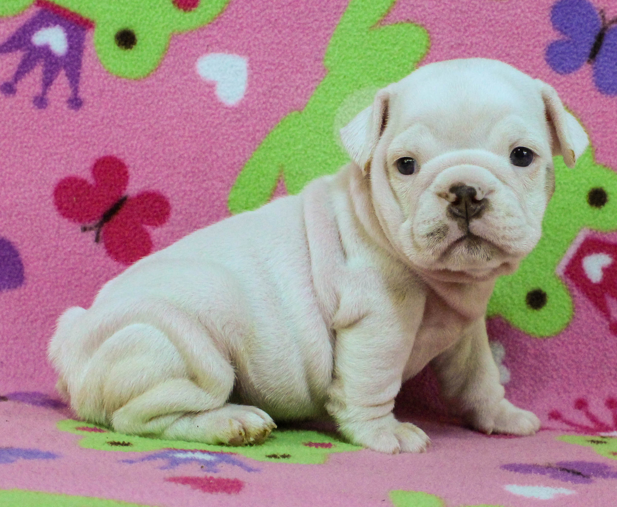 Home of the Smaller AKC English Bulldog Puppies - Newbies