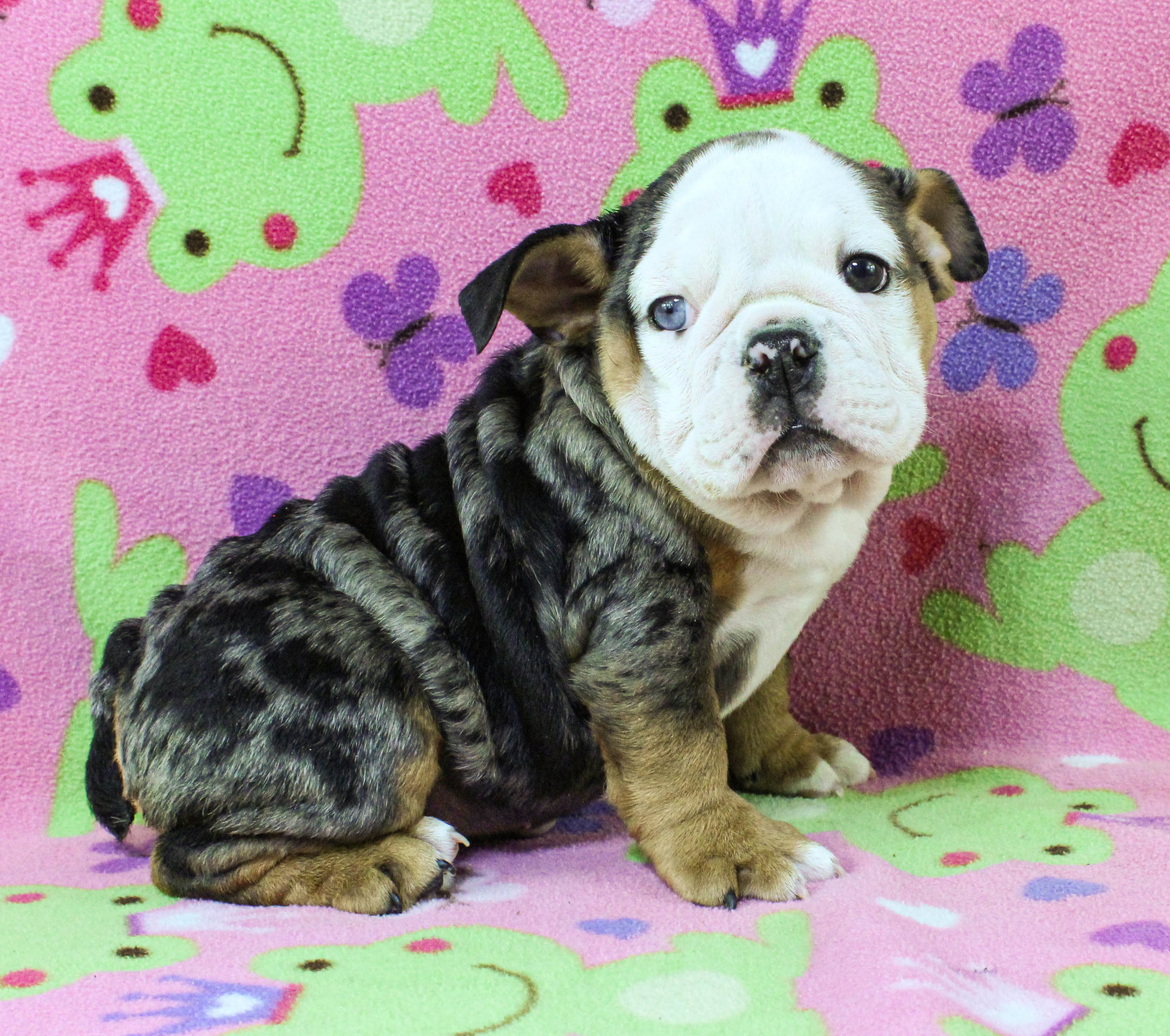 Home of the Smaller AKC English Bulldog Puppies - Newbies