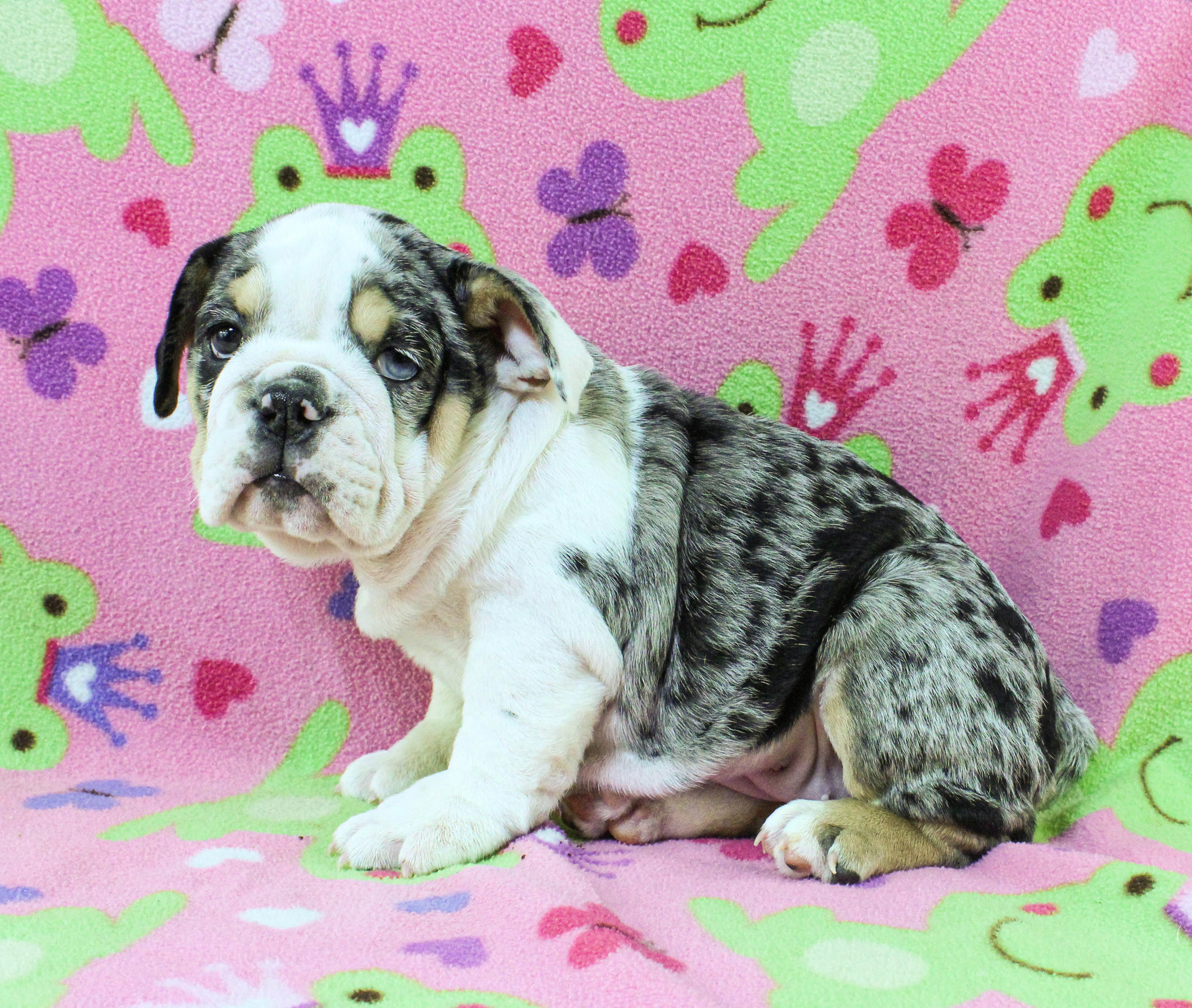 Home of the Smaller AKC English Bulldog Puppies - Newbies