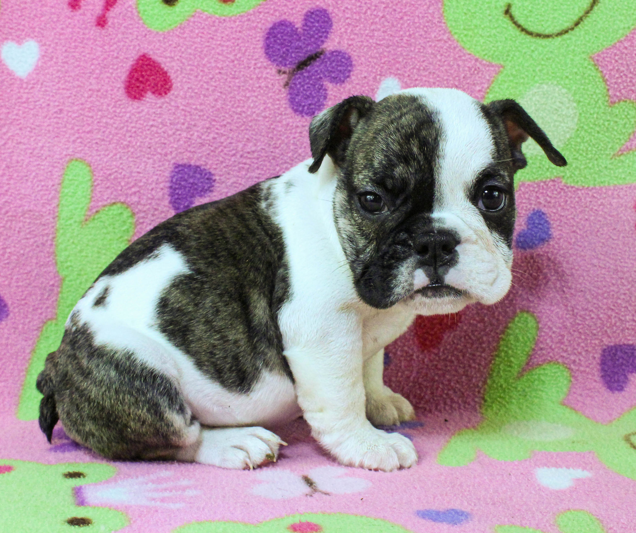 Home of the Smaller AKC English Bulldog Puppies - Newbies