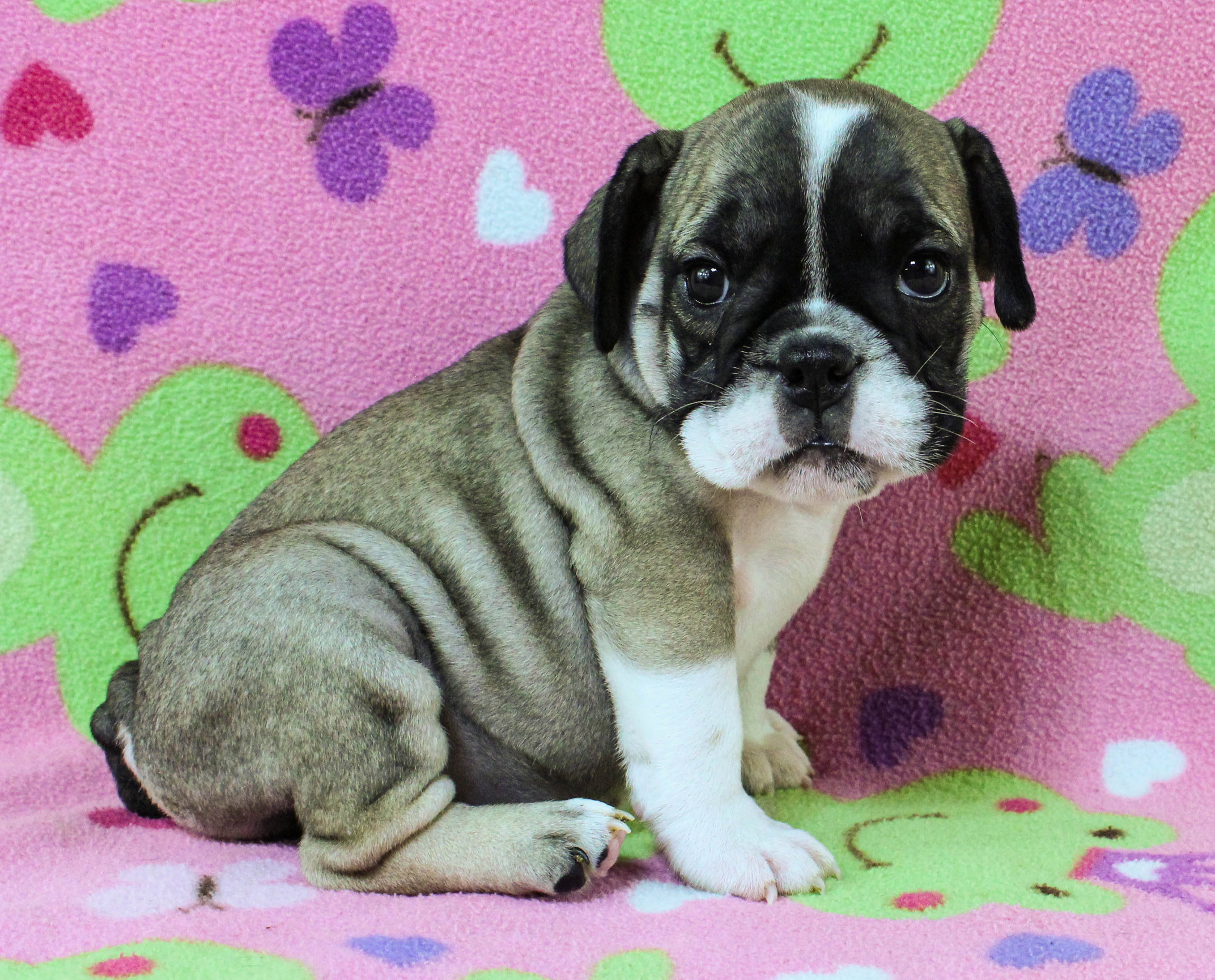 Home of the Smaller AKC English Bulldog Puppies - Newbies