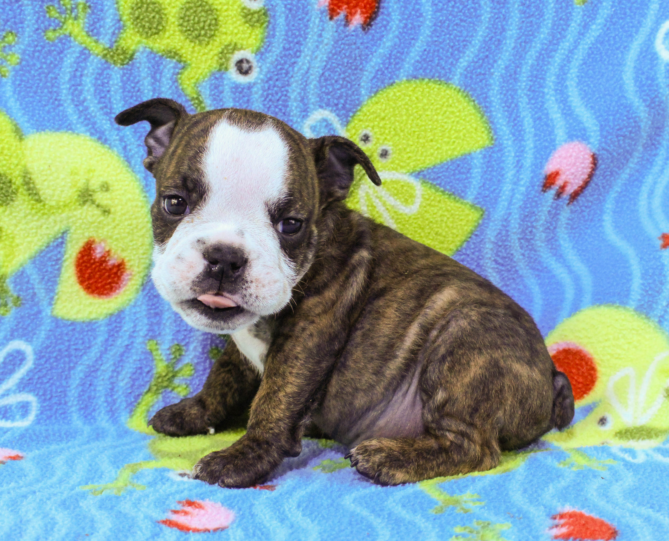 Home of the Smaller AKC English Bulldog Puppies - Newbies