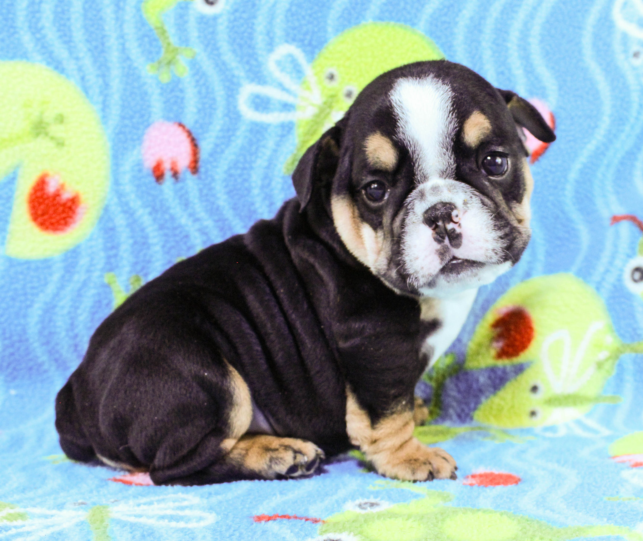 Home of the Smaller AKC English Bulldog Puppies - Newbies