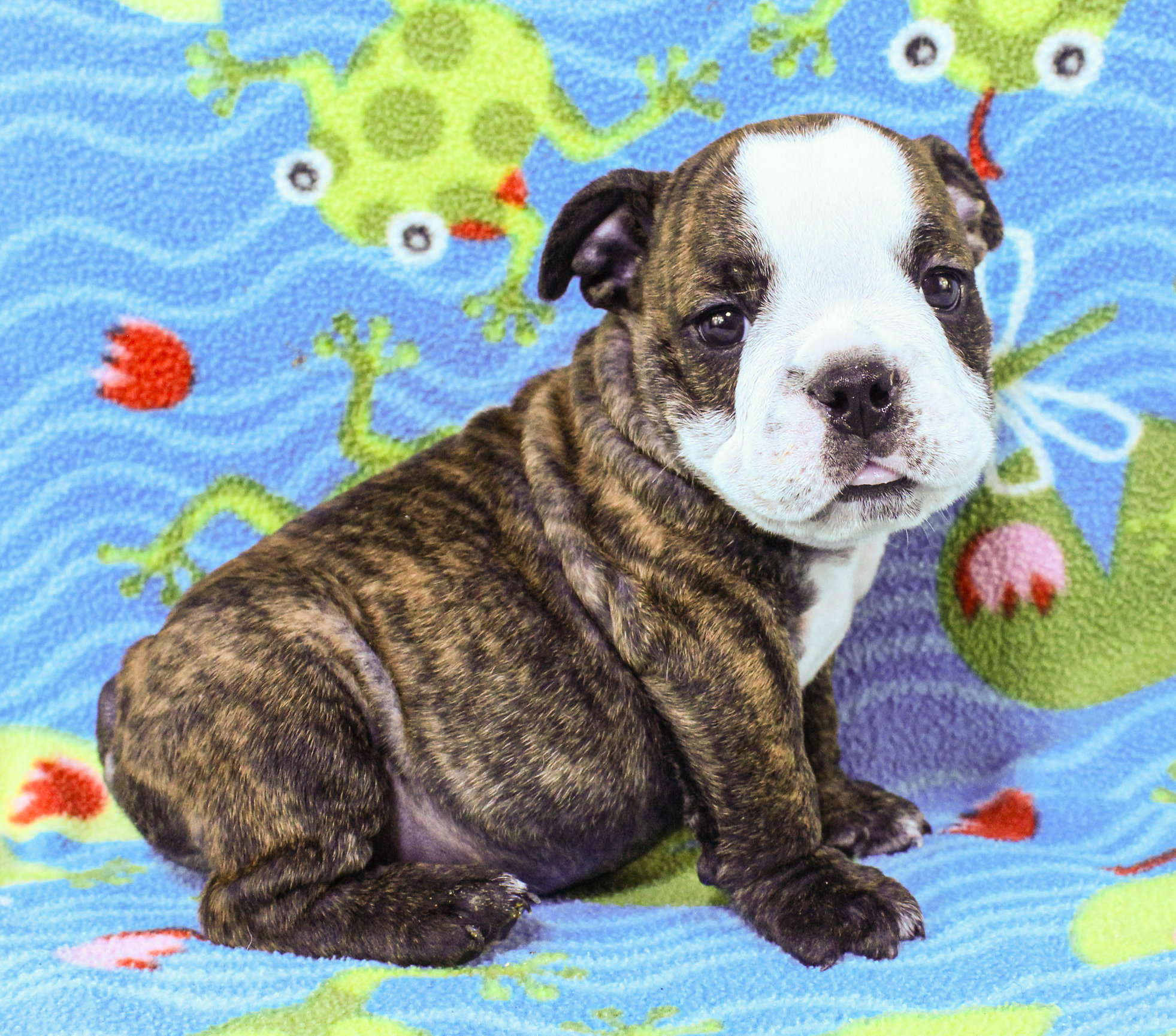 Home of the Smaller AKC English Bulldog Puppies - Newbies