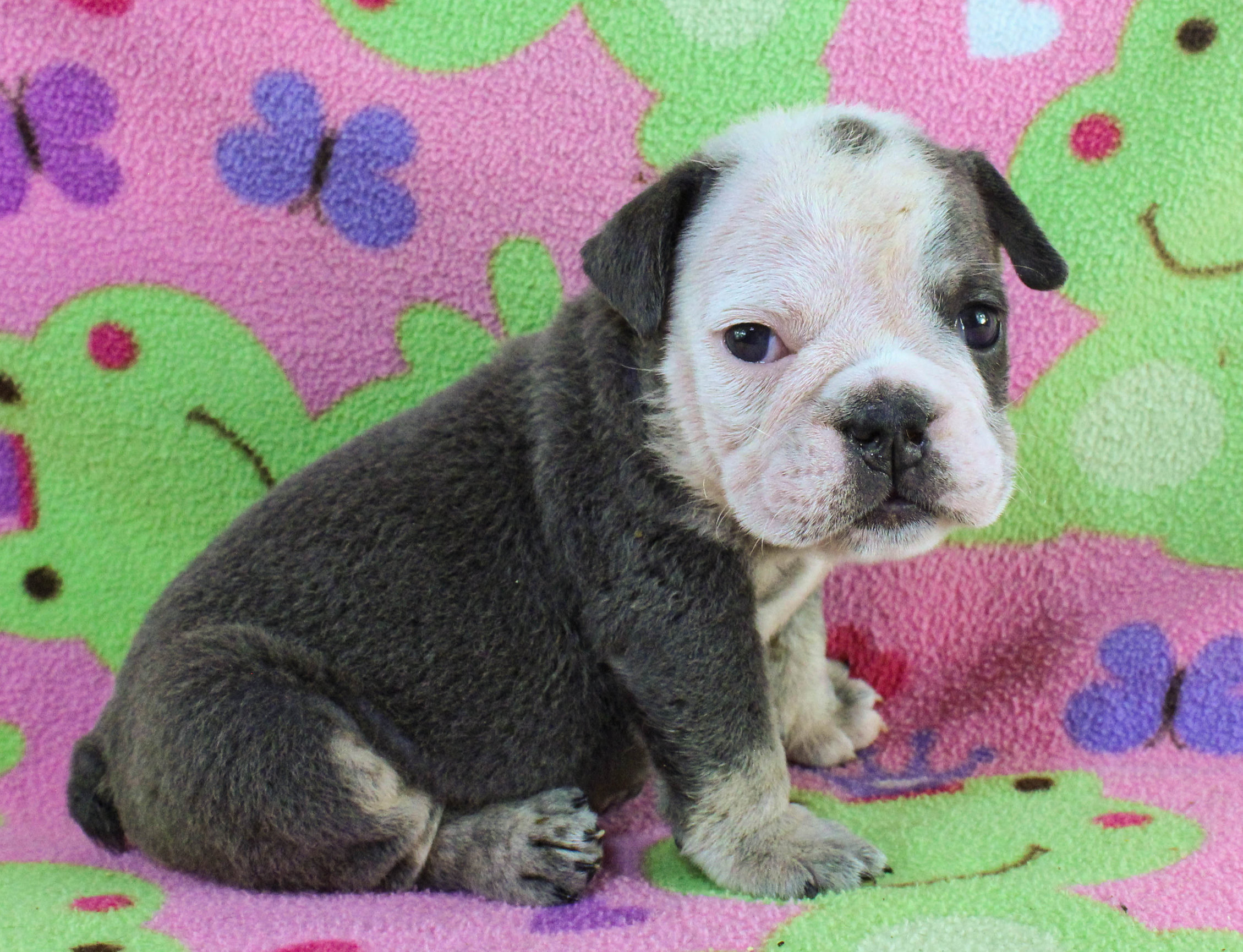 Home of the Smaller AKC English Bulldog Puppies - Newbies