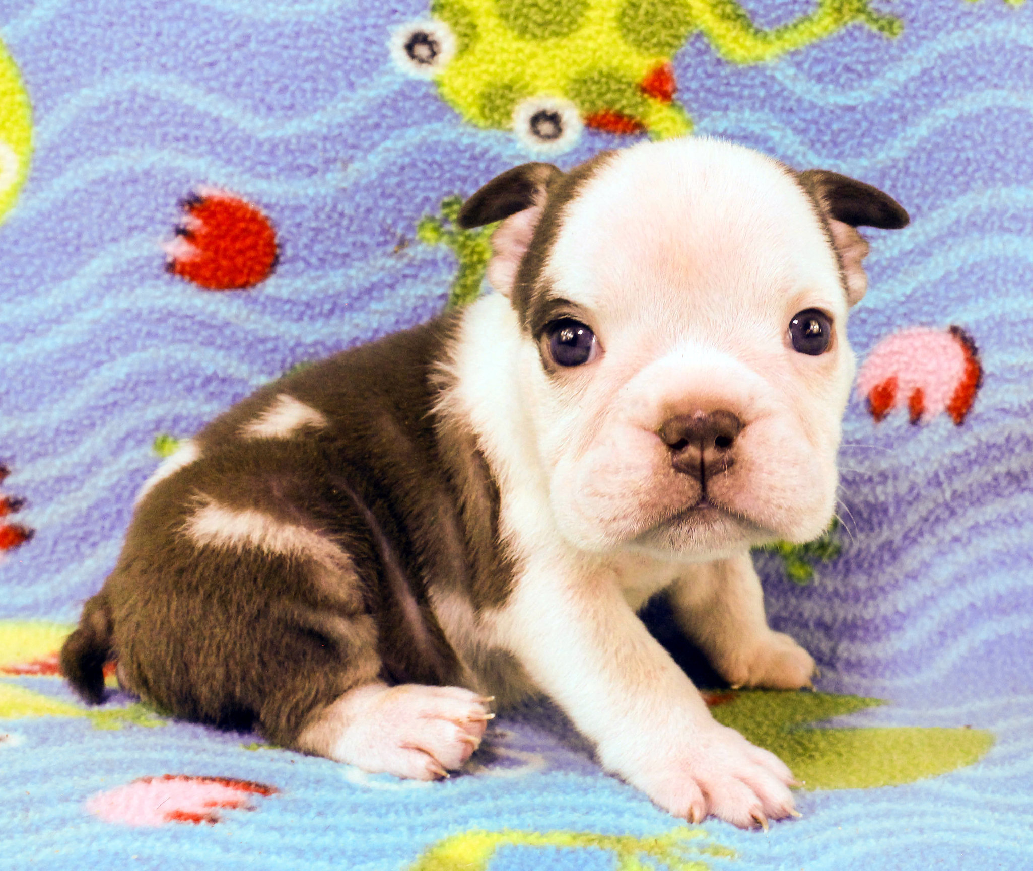 Home of the Smaller AKC English Bulldog Puppies - Newbies