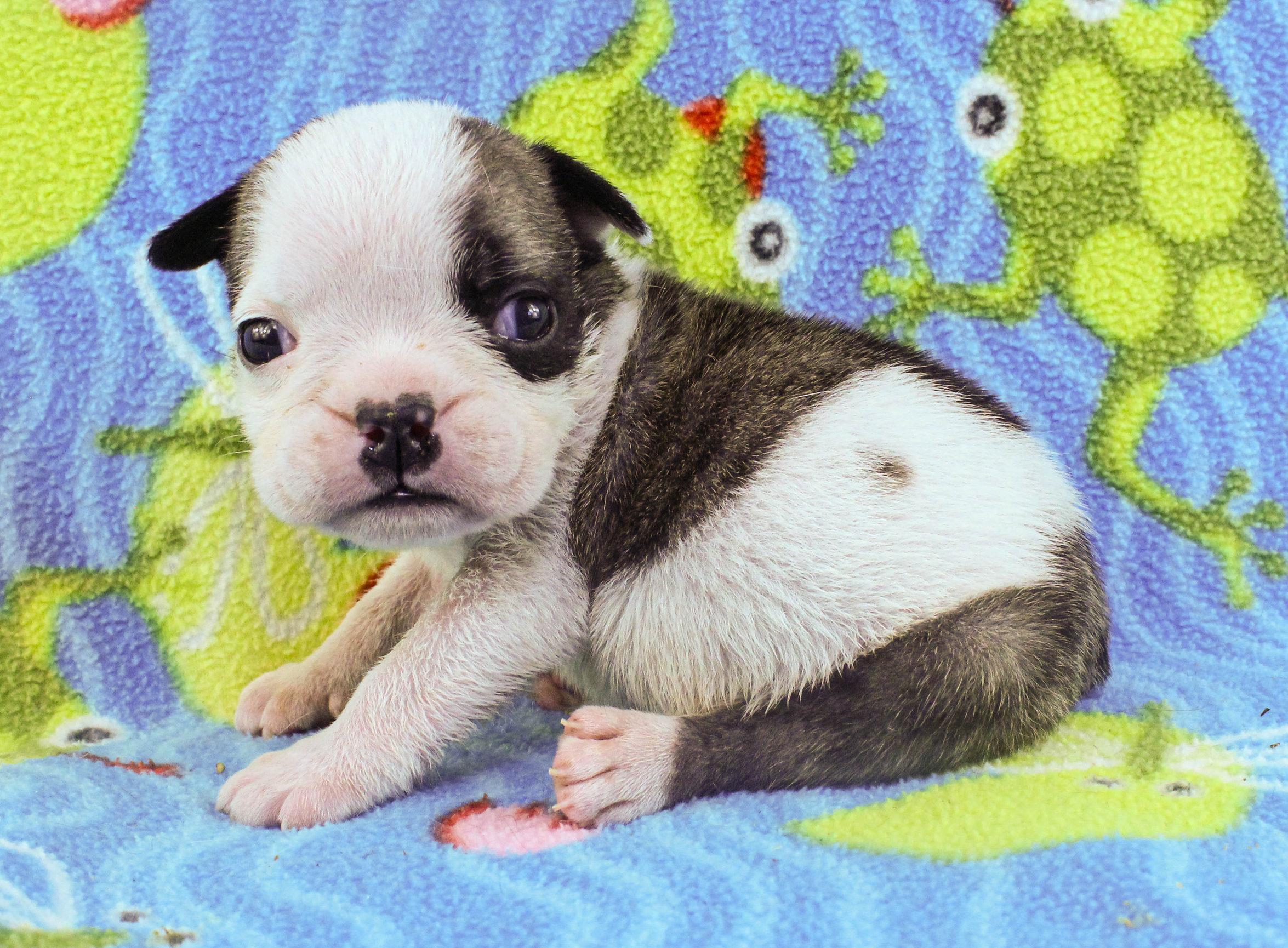 Home of the Smaller AKC English Bulldog Puppies - Newbies
