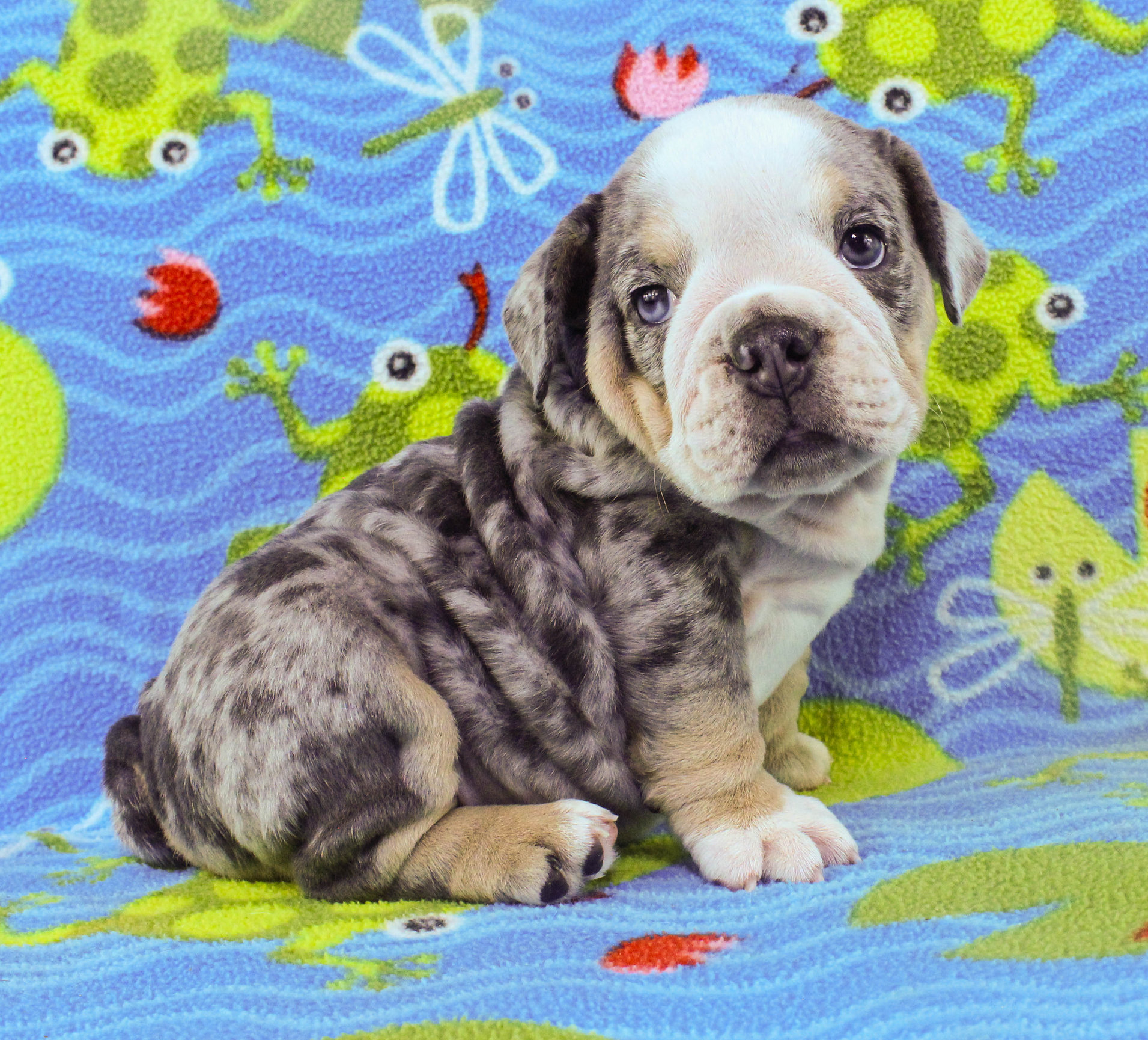 Home of the Smaller AKC English Bulldog Puppies - Newbies