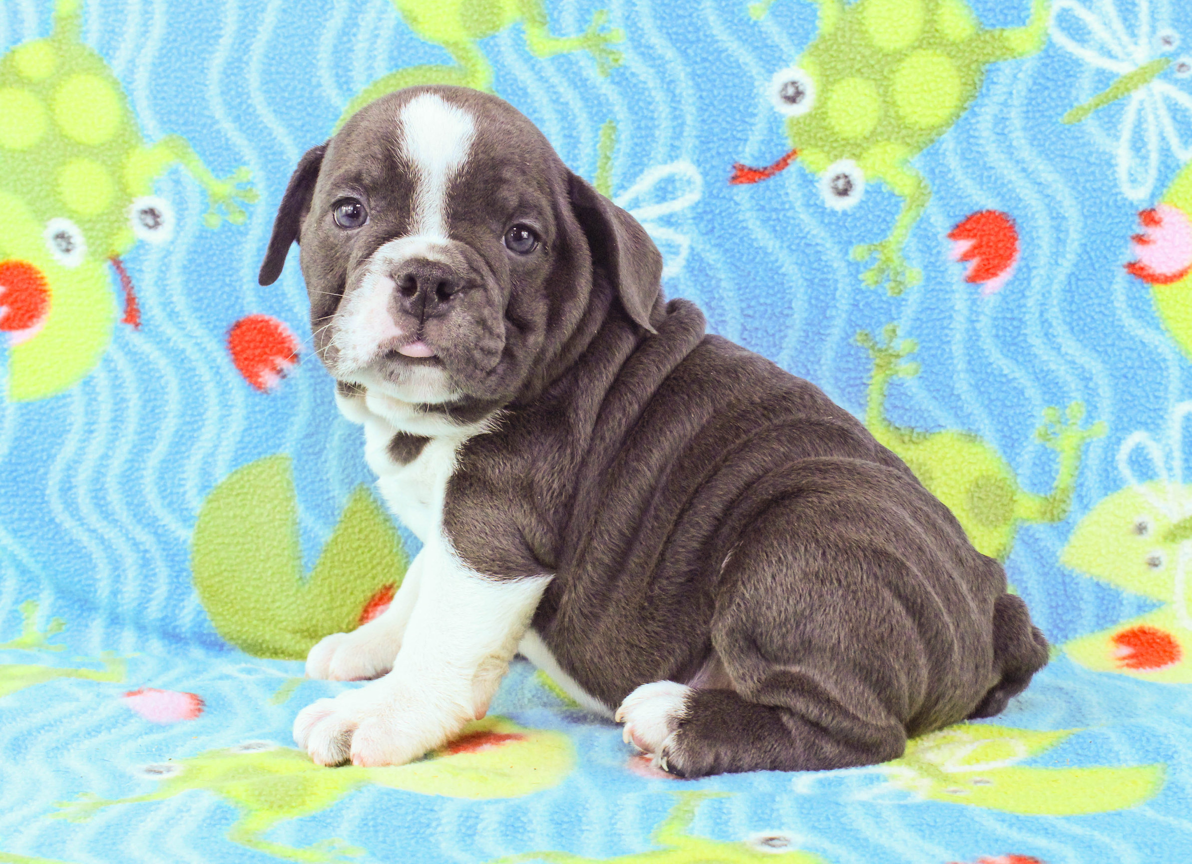 Home of the Smaller AKC English Bulldog Puppies - Newbies