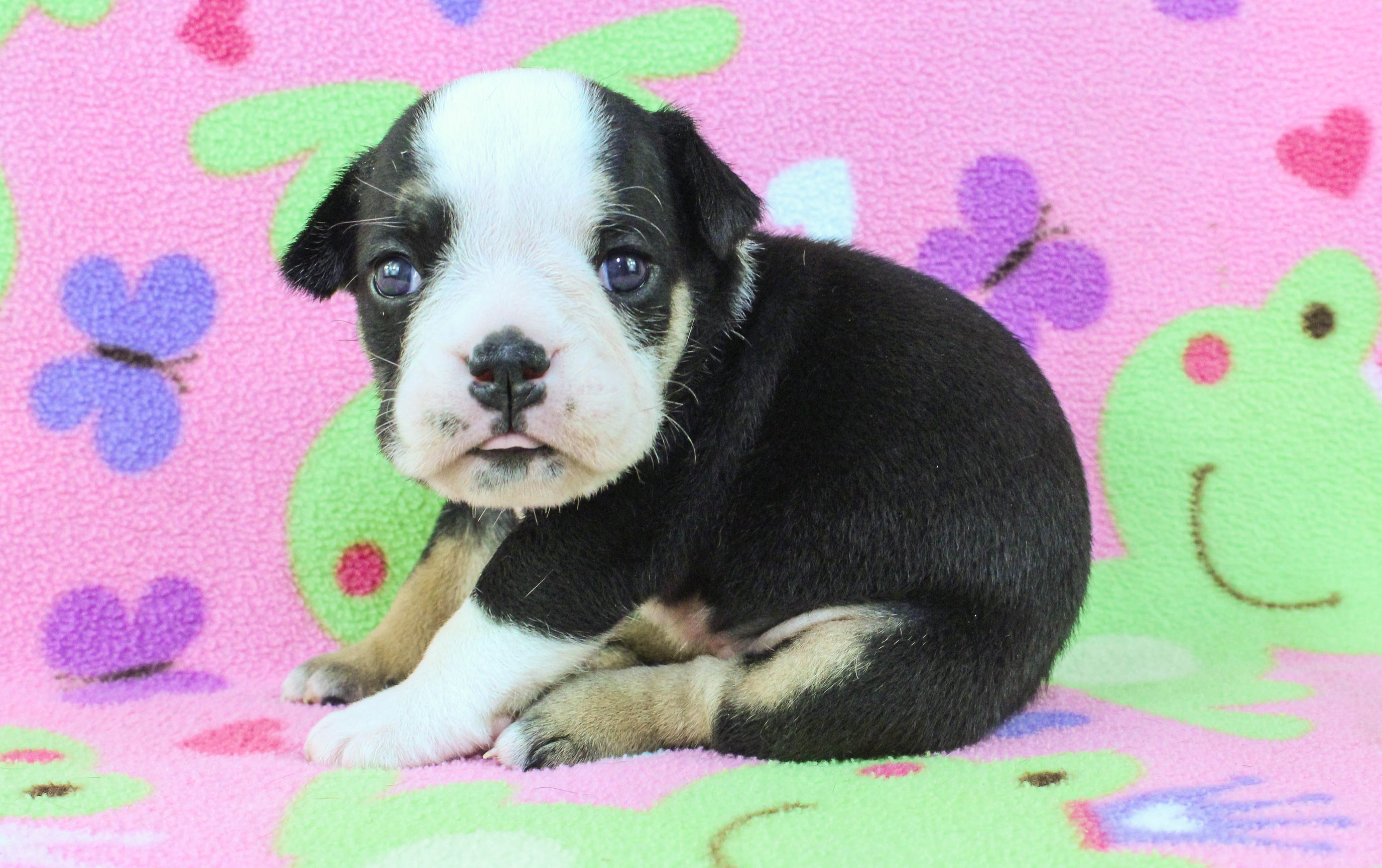 Home of the Smaller AKC English Bulldog Puppies - Newbies