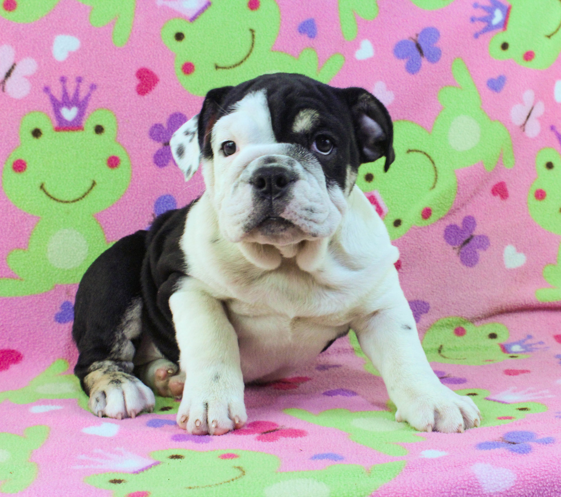 Home of the Smaller AKC English Bulldog Puppies - Newbies