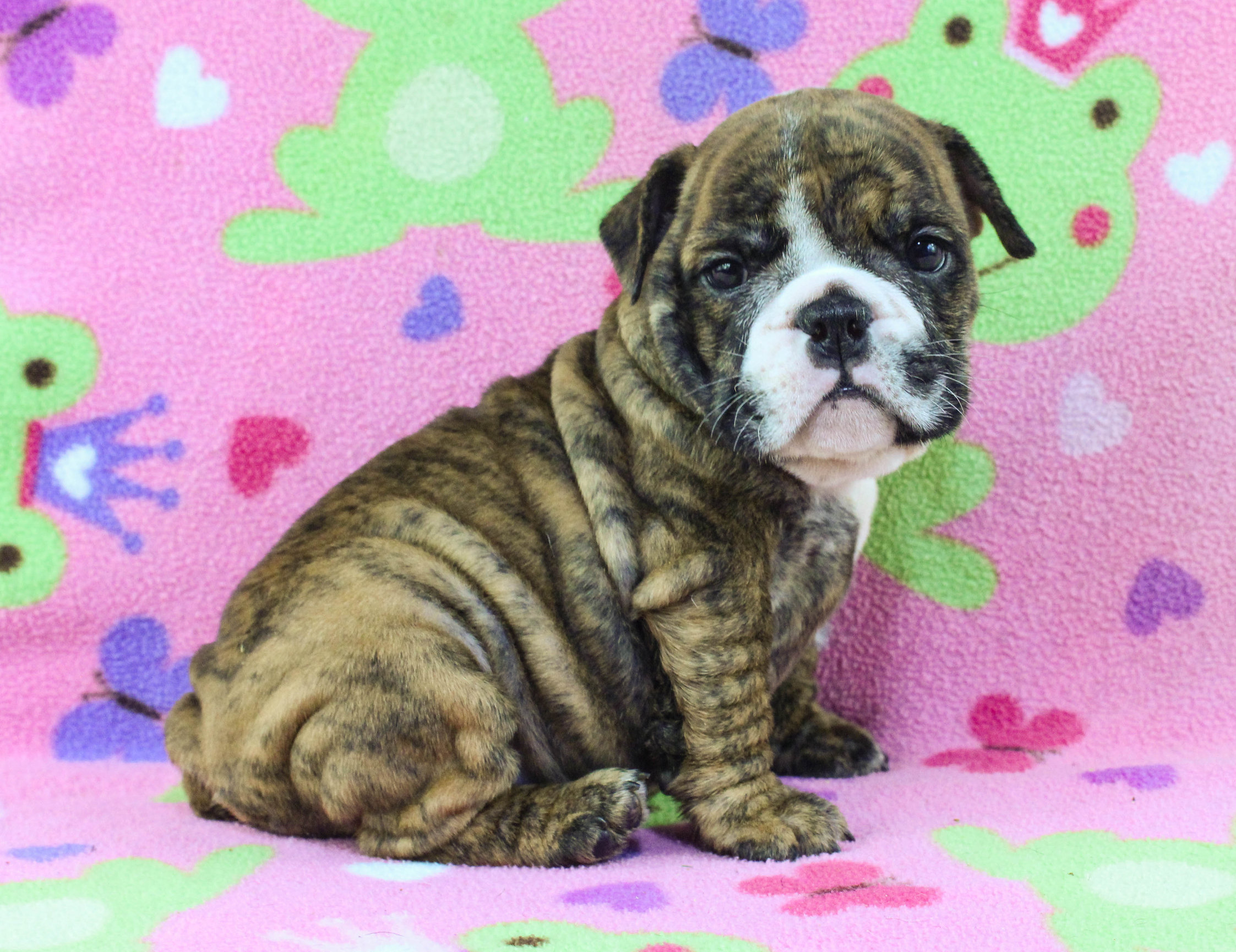 Home of the Smaller AKC English Bulldog Puppies - Newbies