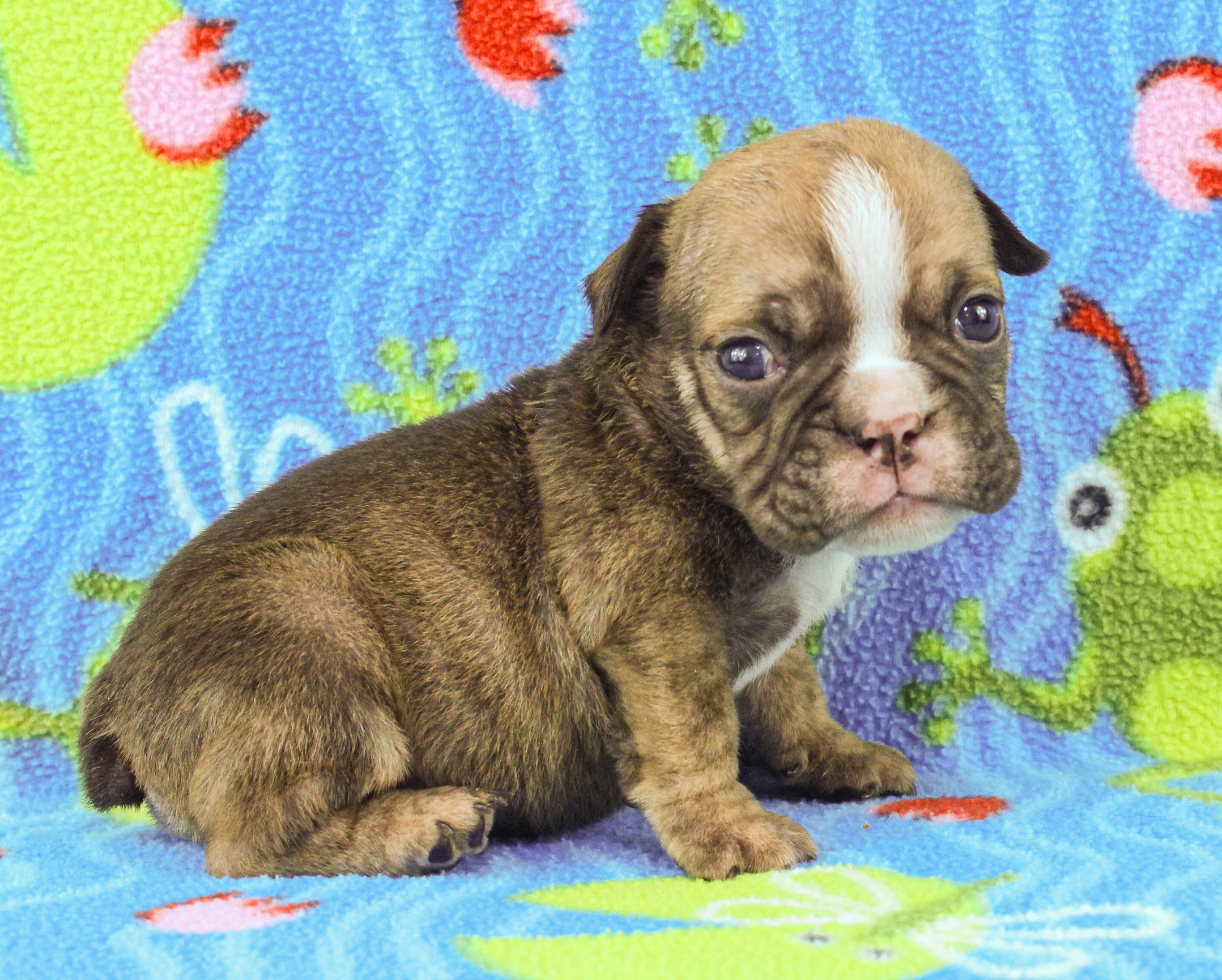 Home of the Smaller AKC English Bulldog Puppies - Newbies