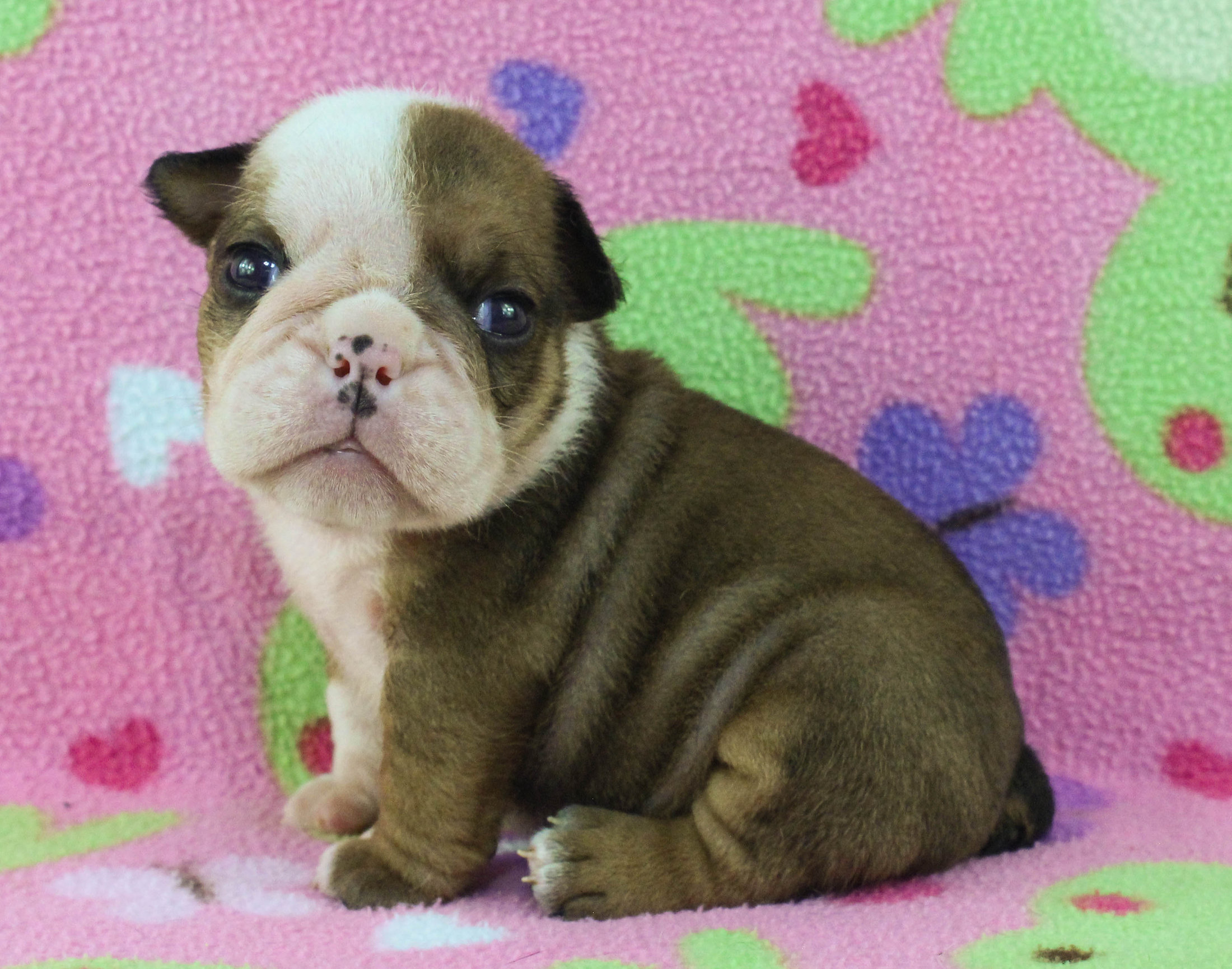 Home of the Smaller AKC English Bulldog Puppies - Newbies