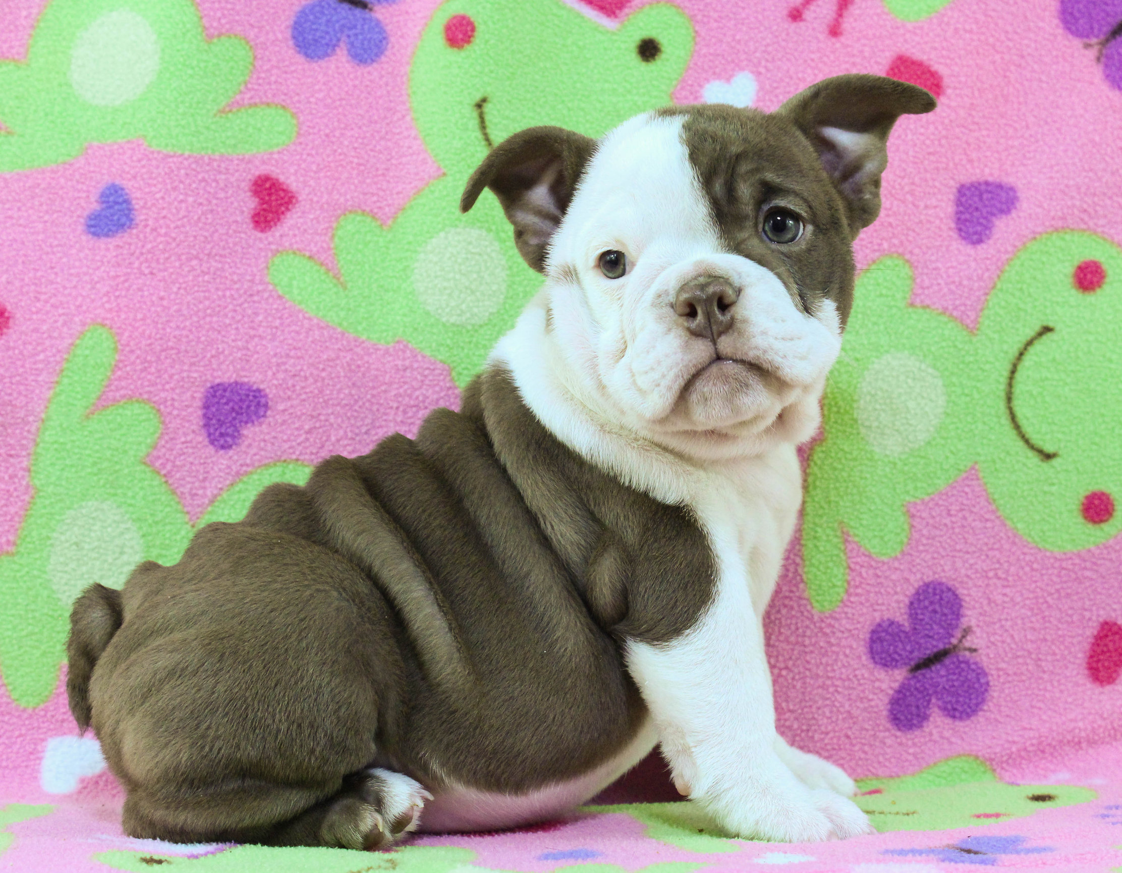 Home of the Smaller AKC English Bulldog Puppies - Newbies
