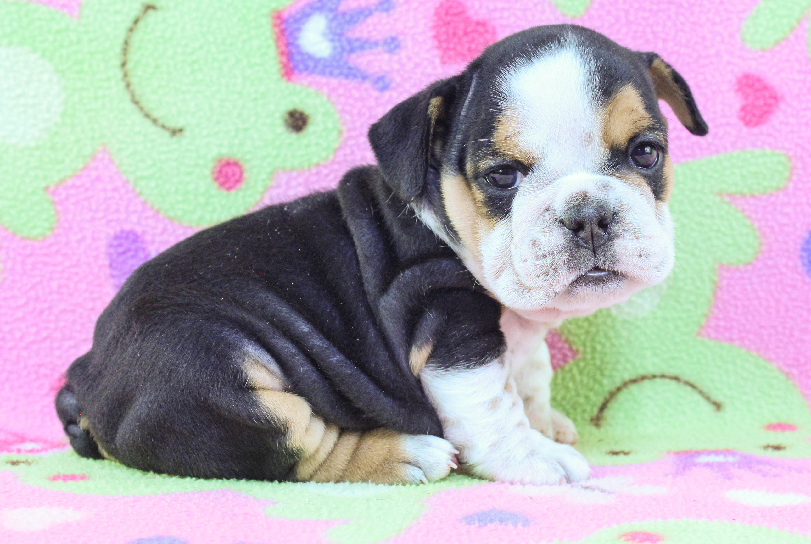 Home of the Smaller AKC English Bulldog Puppies - Newbies