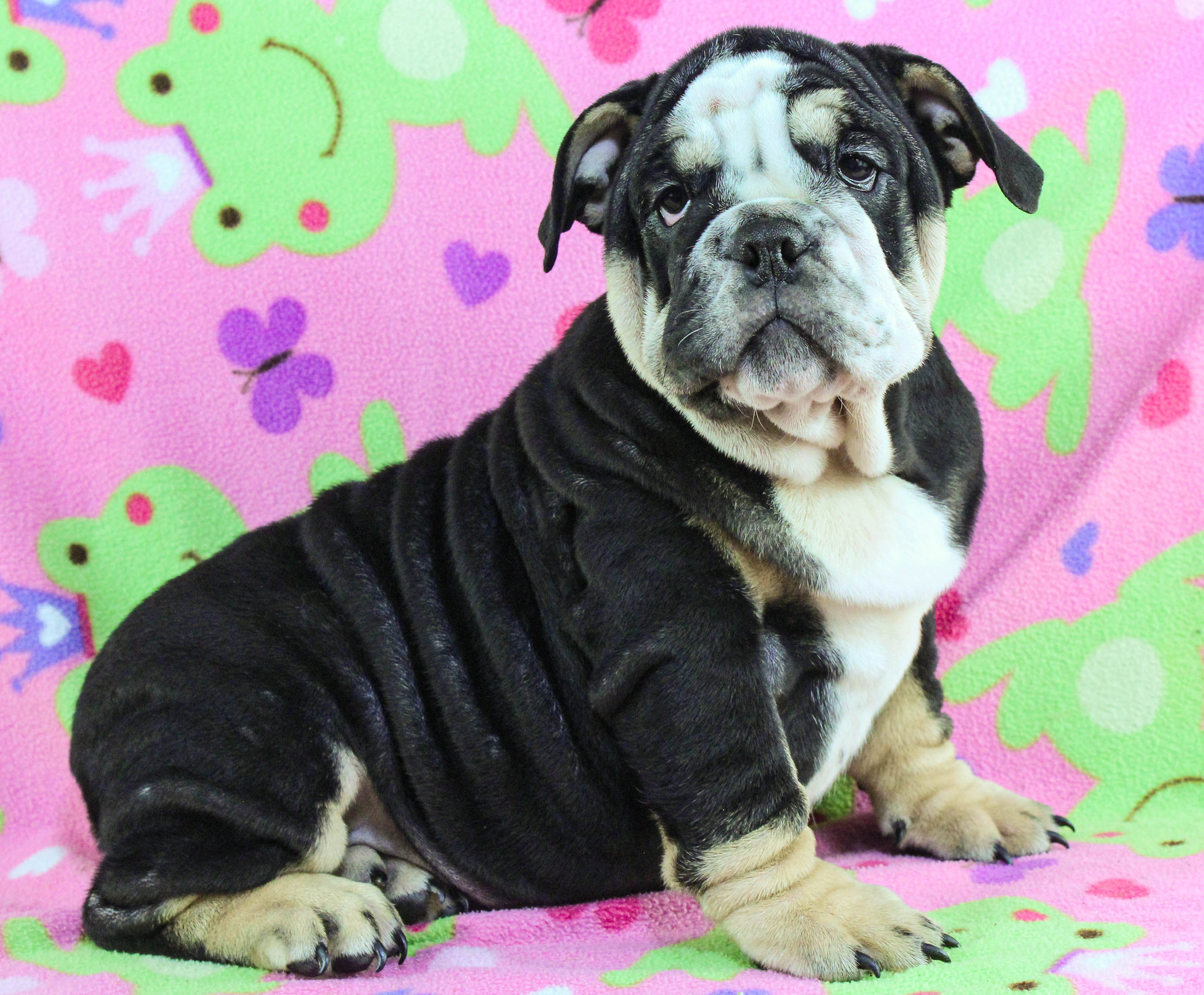 Home of the Smaller AKC English Bulldog Puppies - Newbies