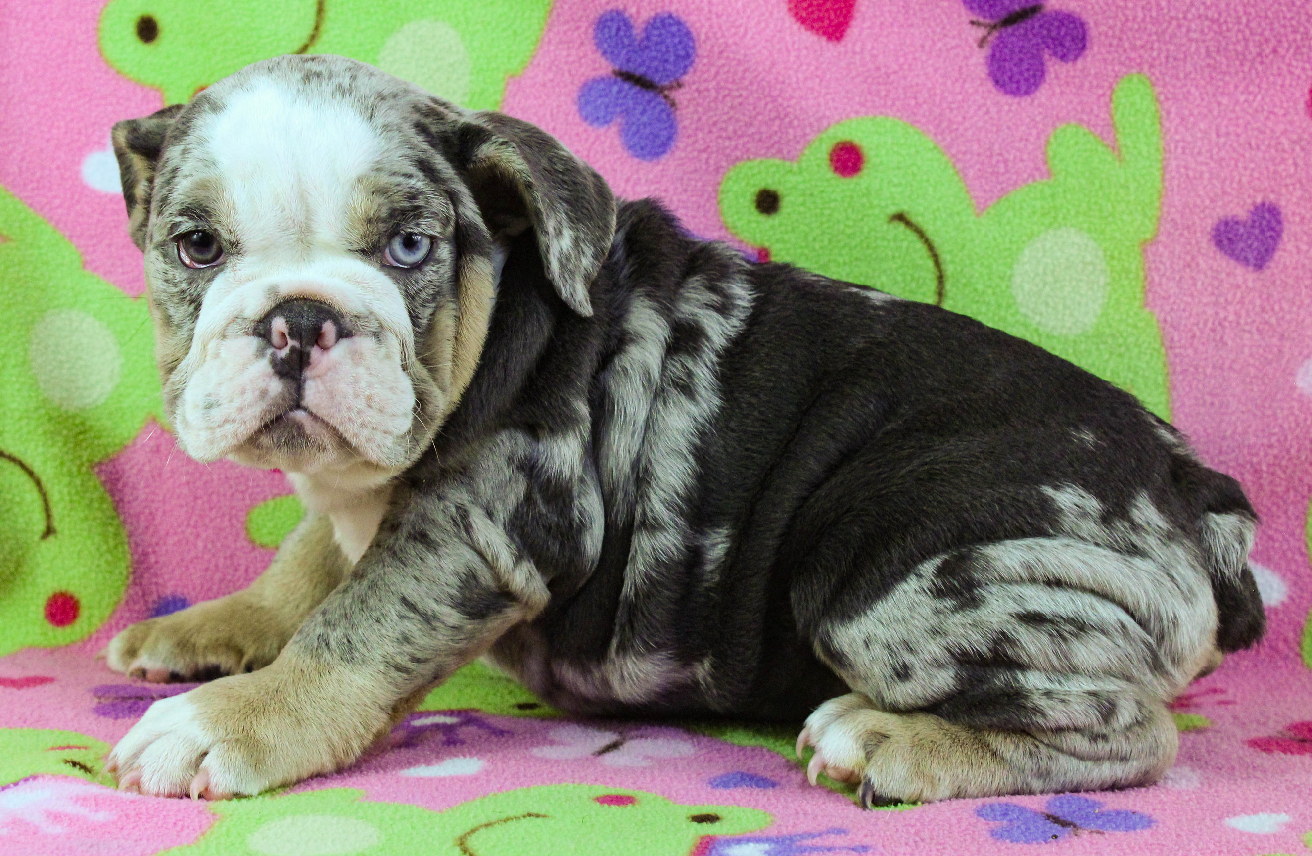 Home of the Smaller AKC English Bulldog Puppies - Newbies