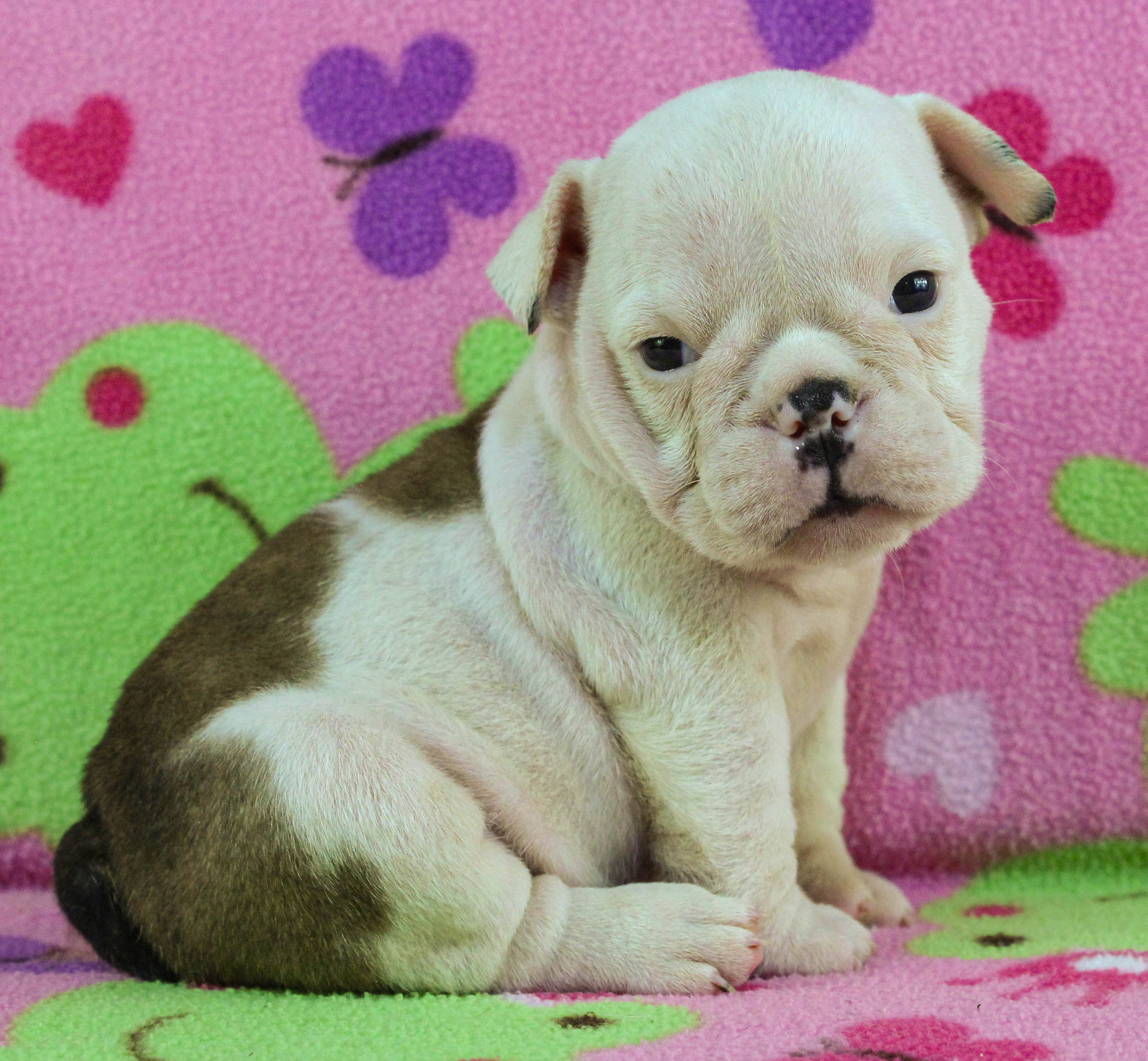 Home of the Smaller AKC English Bulldog Puppies - Newbies