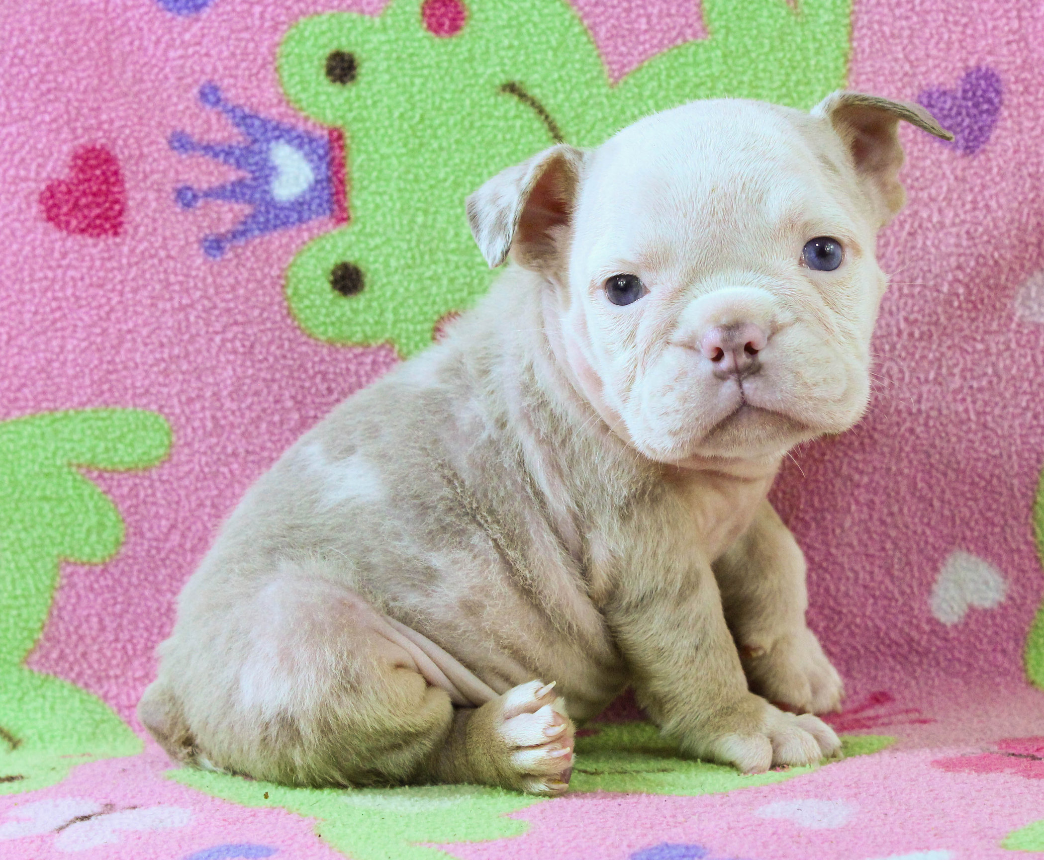 Home of the Smaller AKC English Bulldog Puppies - Newbies