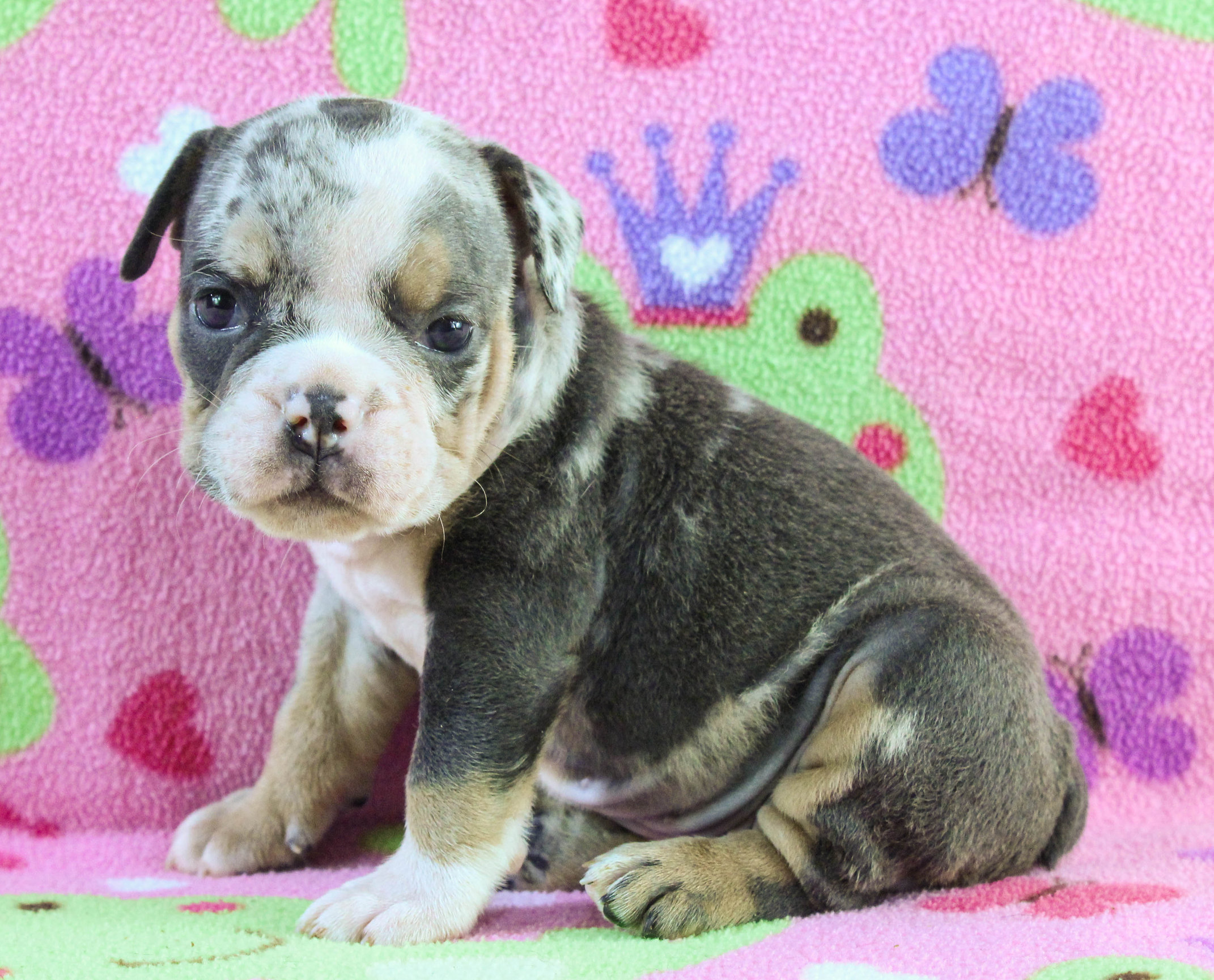 Home of the Smaller AKC English Bulldog Puppies - Newbies