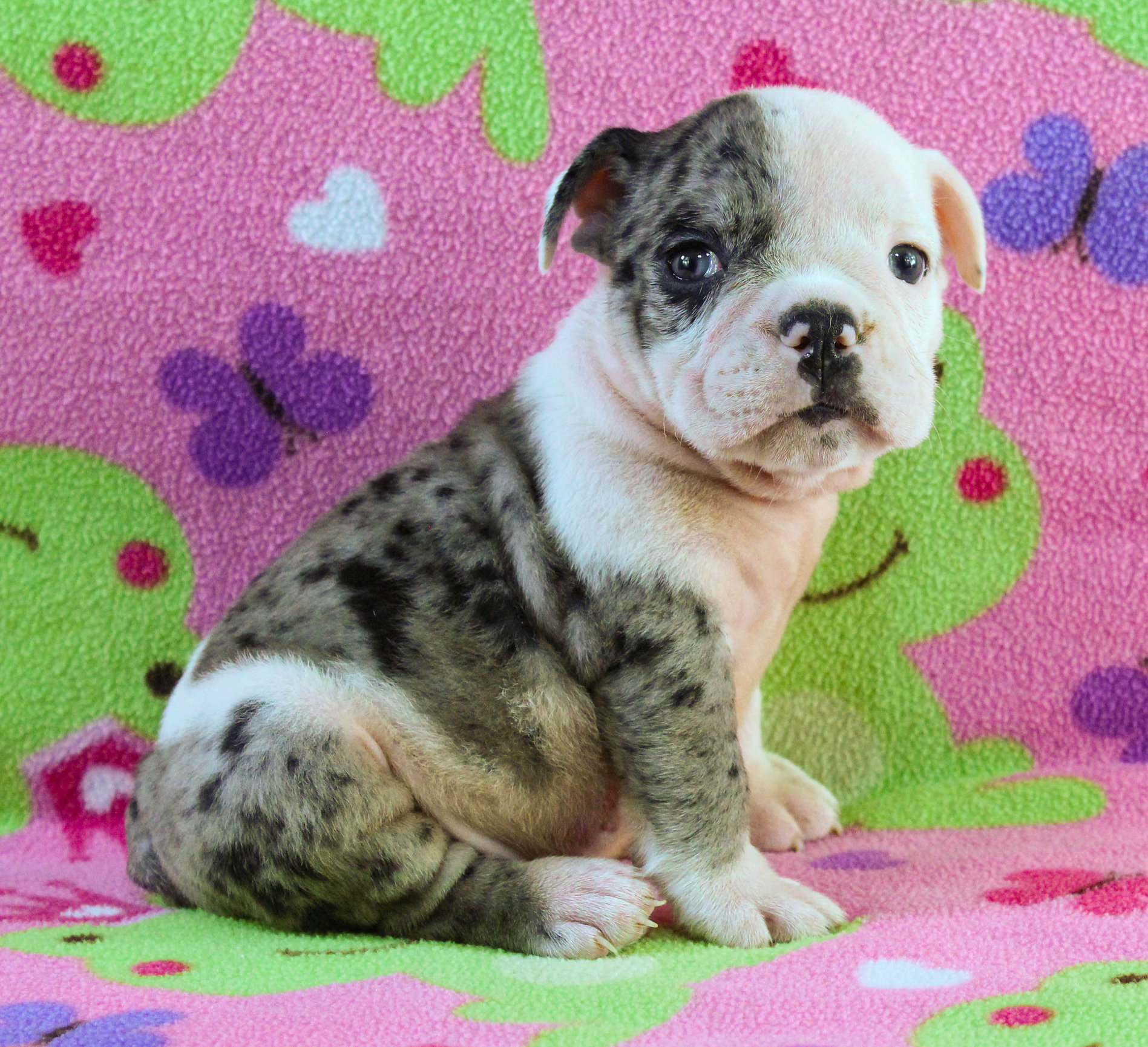 Home of the Smaller AKC English Bulldog Puppies - Newbies