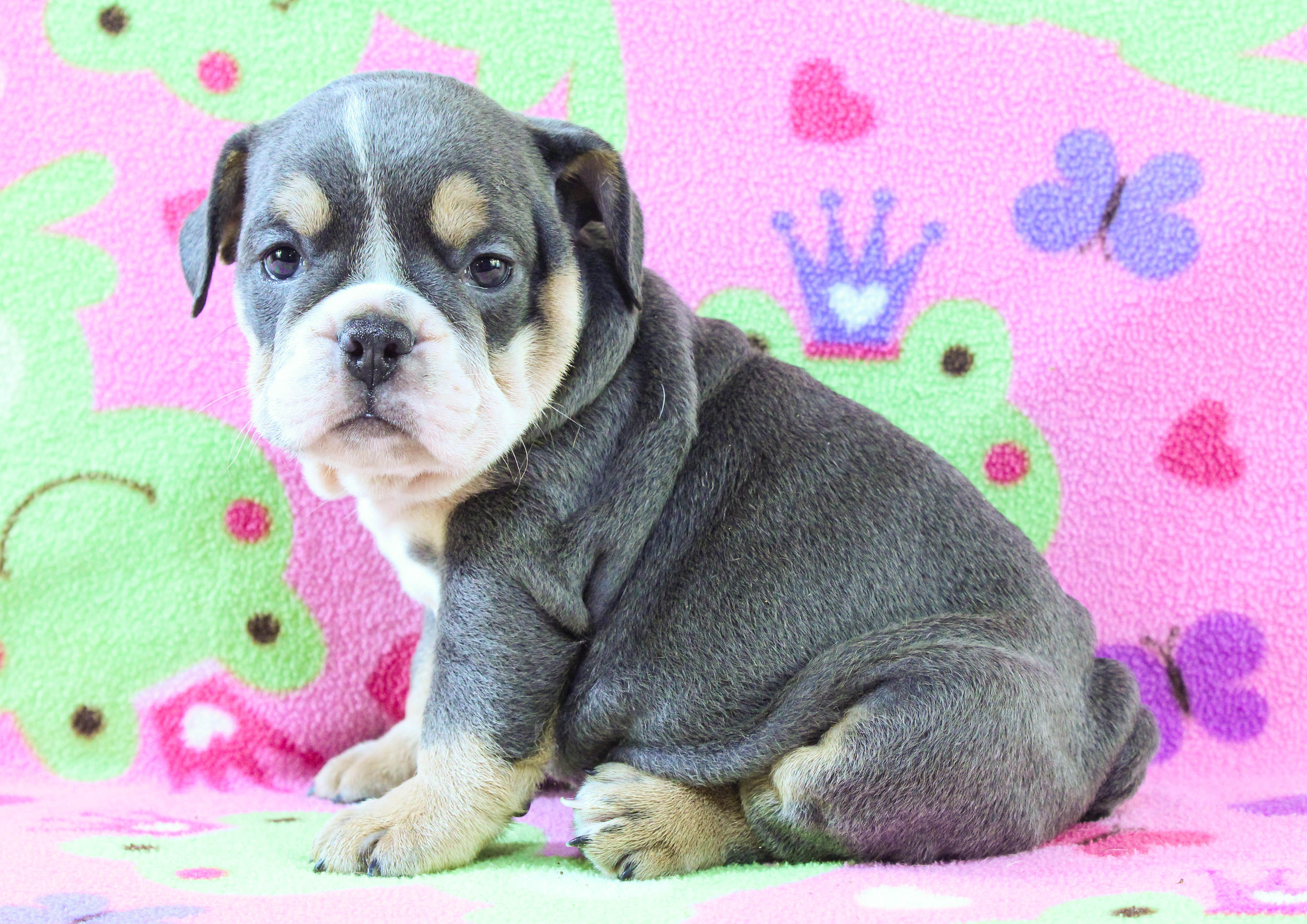 Home of the Smaller AKC English Bulldog Puppies - Newbies